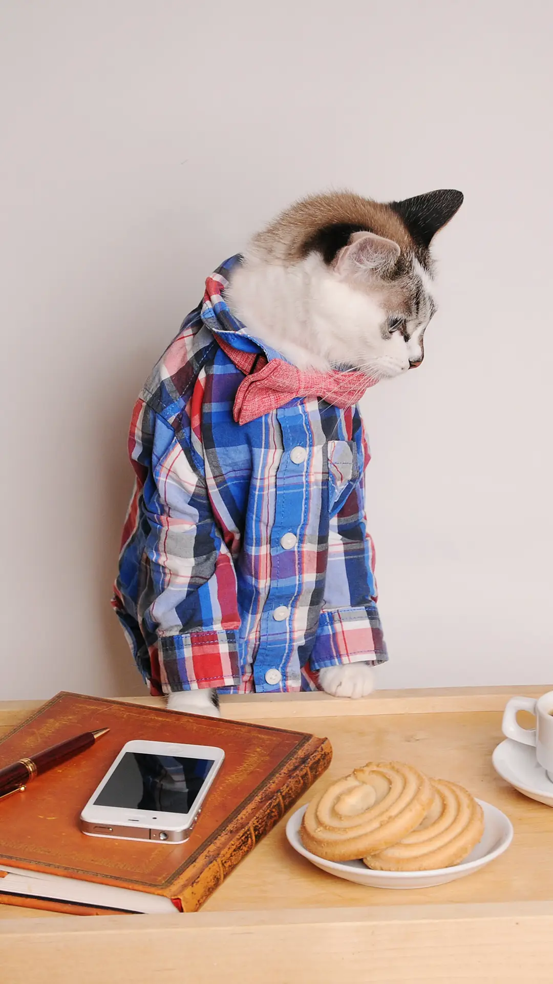 我敲可爱-拍信图库