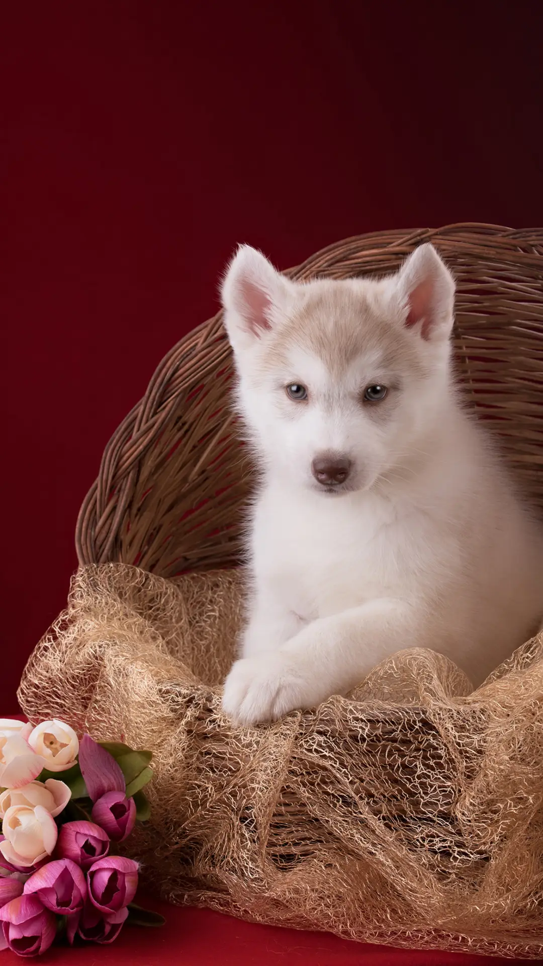 可爱动物-拍信图库 - Screenshot 1