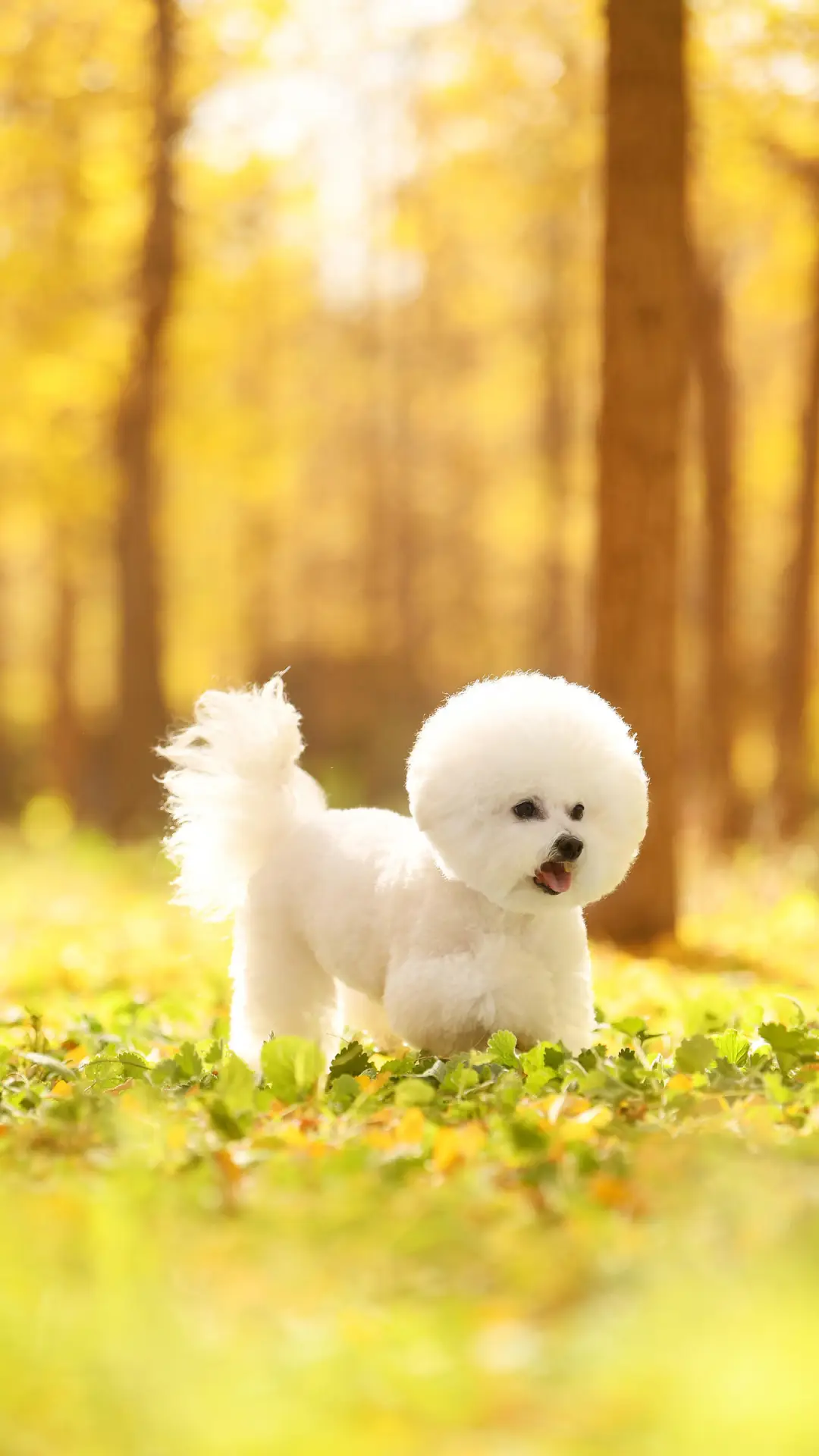 狗狗毛发打结怎么办？