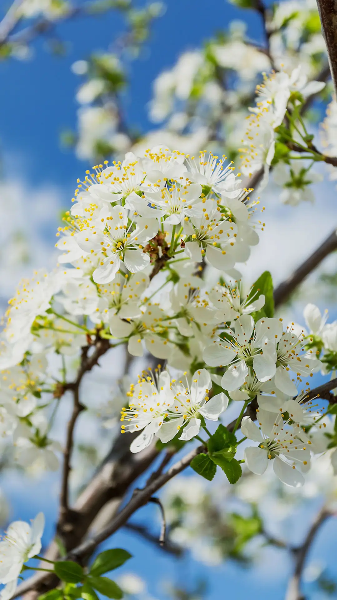 自然静物-拍信图库 - Screenshot 1