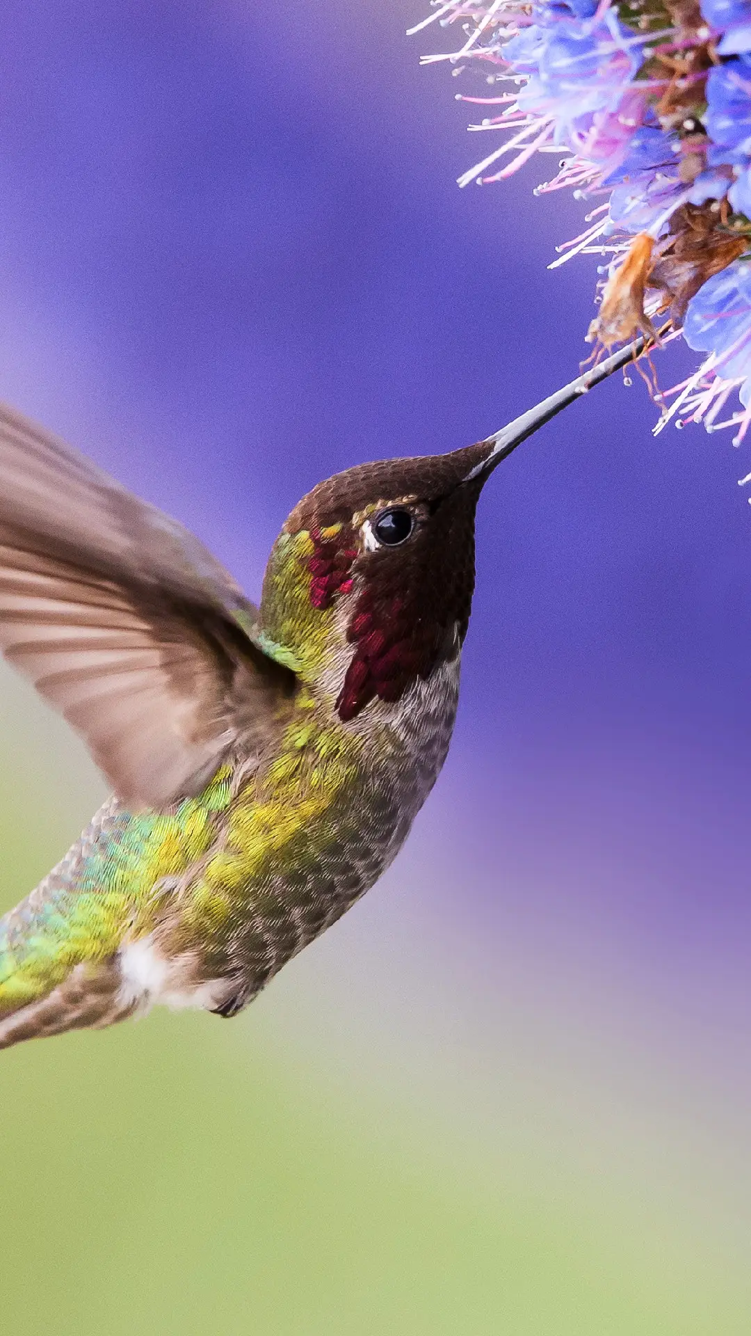 纽约时报2017推荐书单