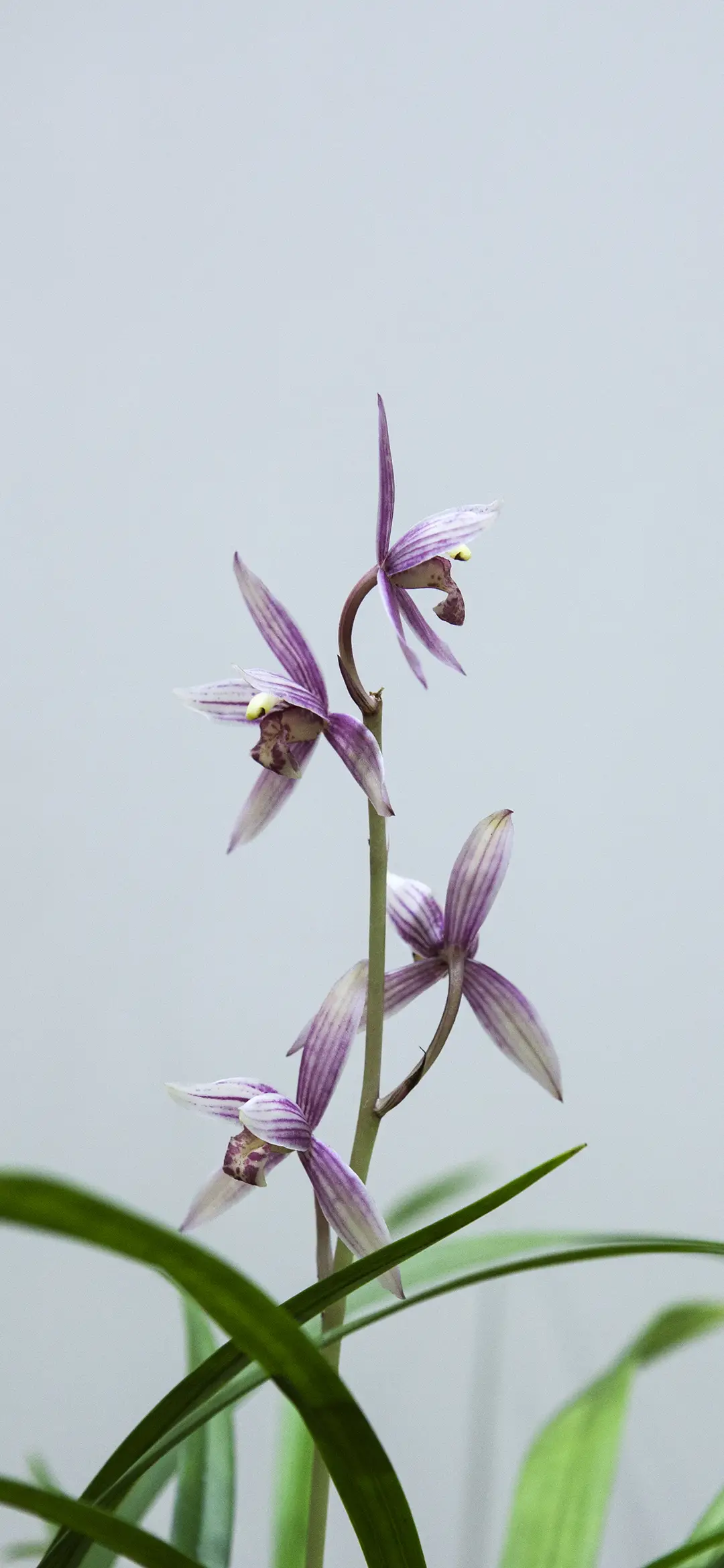 唯美植物壁纸-锐景创意