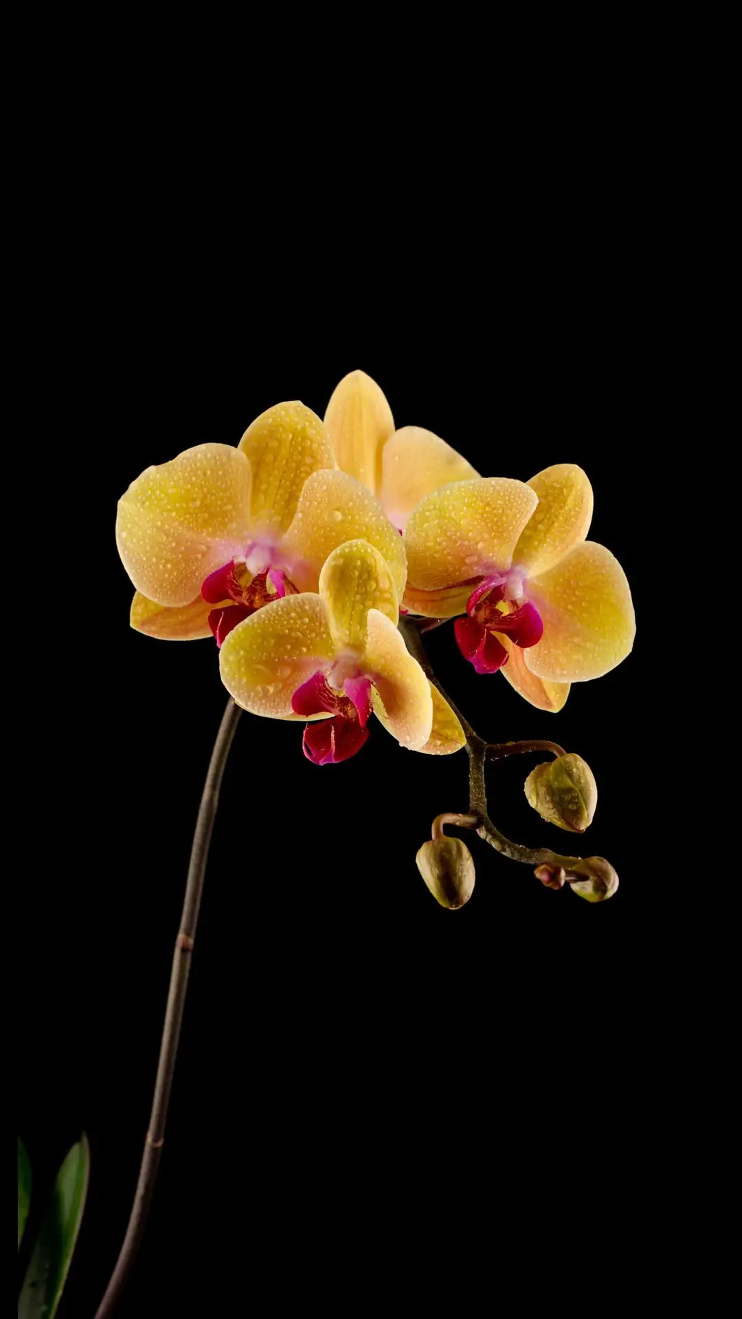 春天养兰花记得保暖