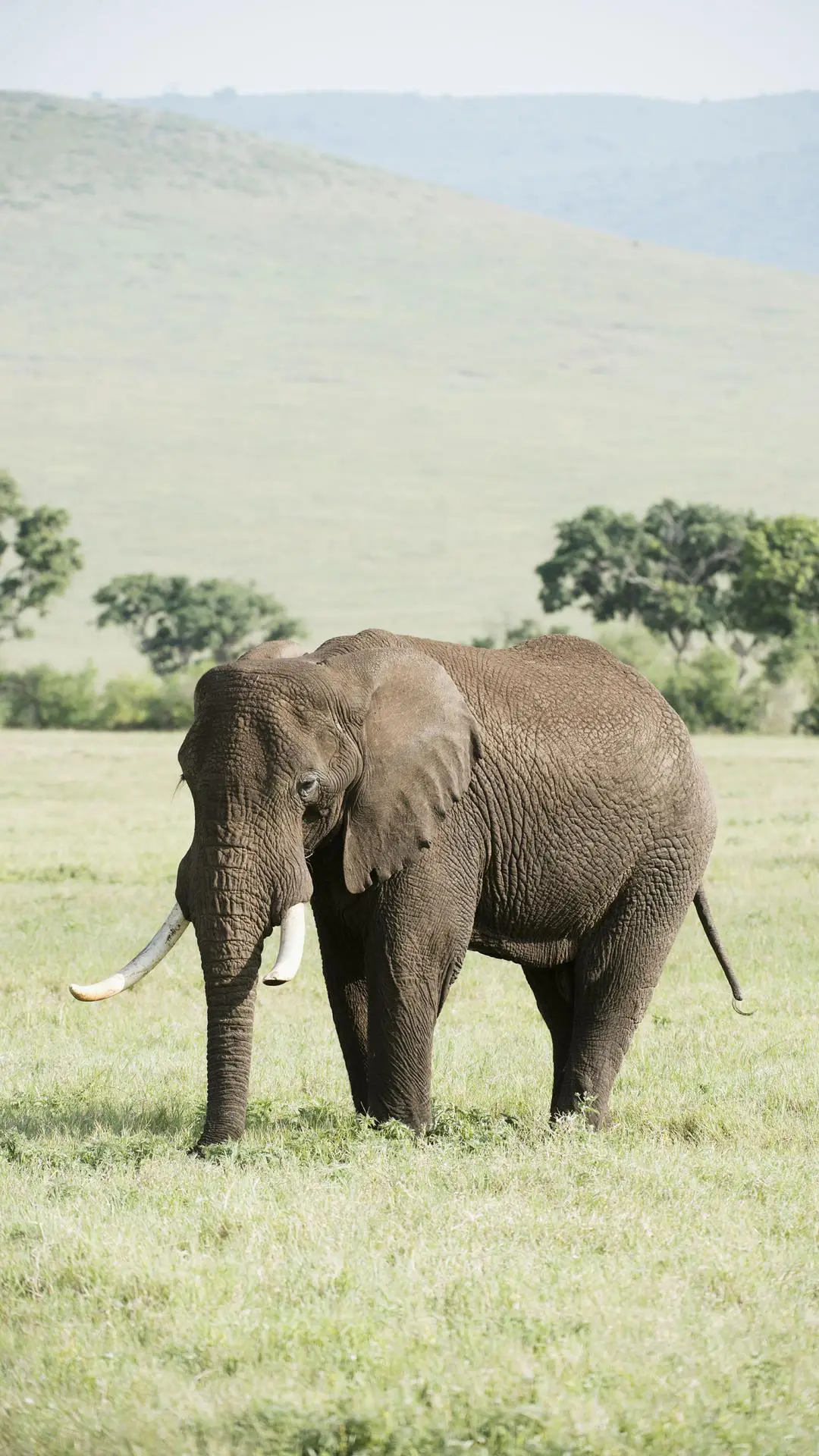 大象的秘密武器