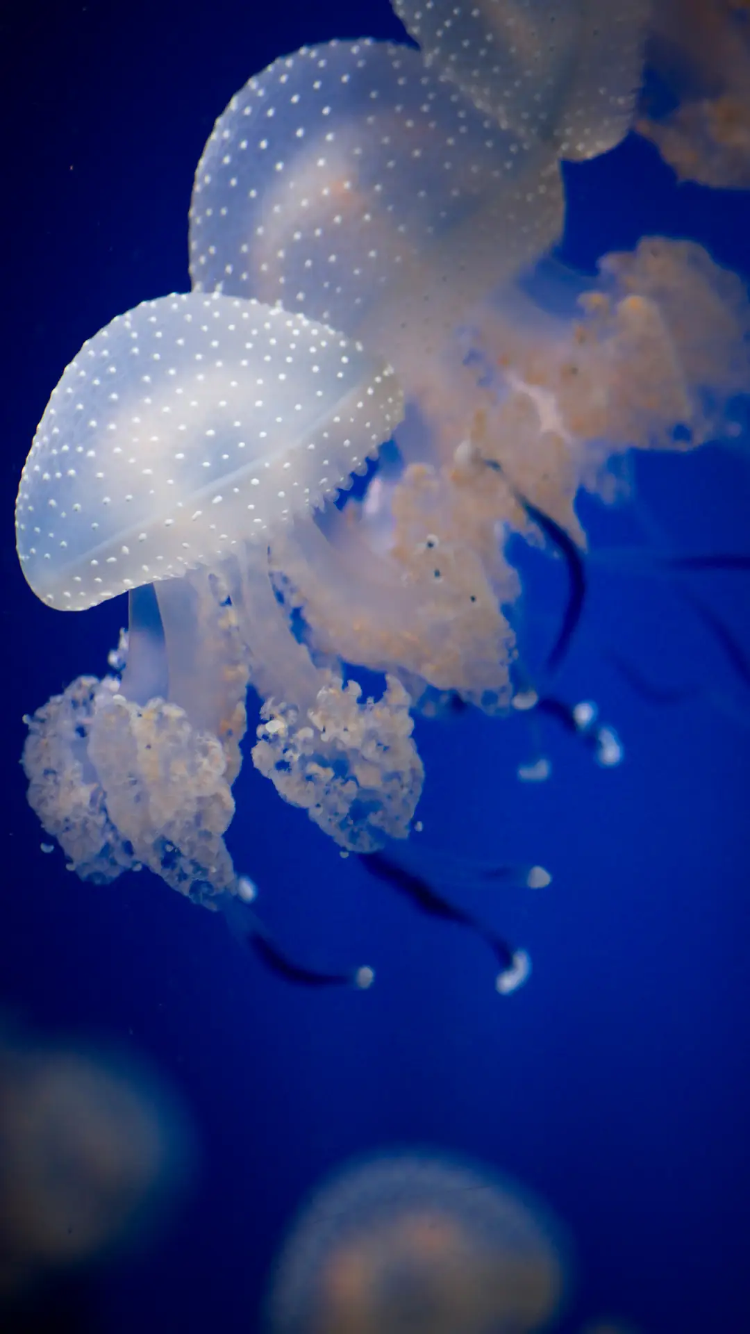 海洋生物-拍信图库 - Screenshot 1