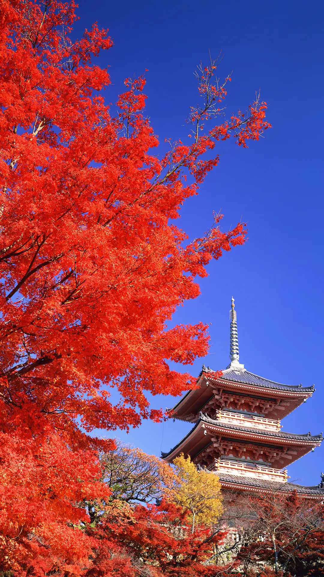 秋天的枫叶 - Screenshot 1