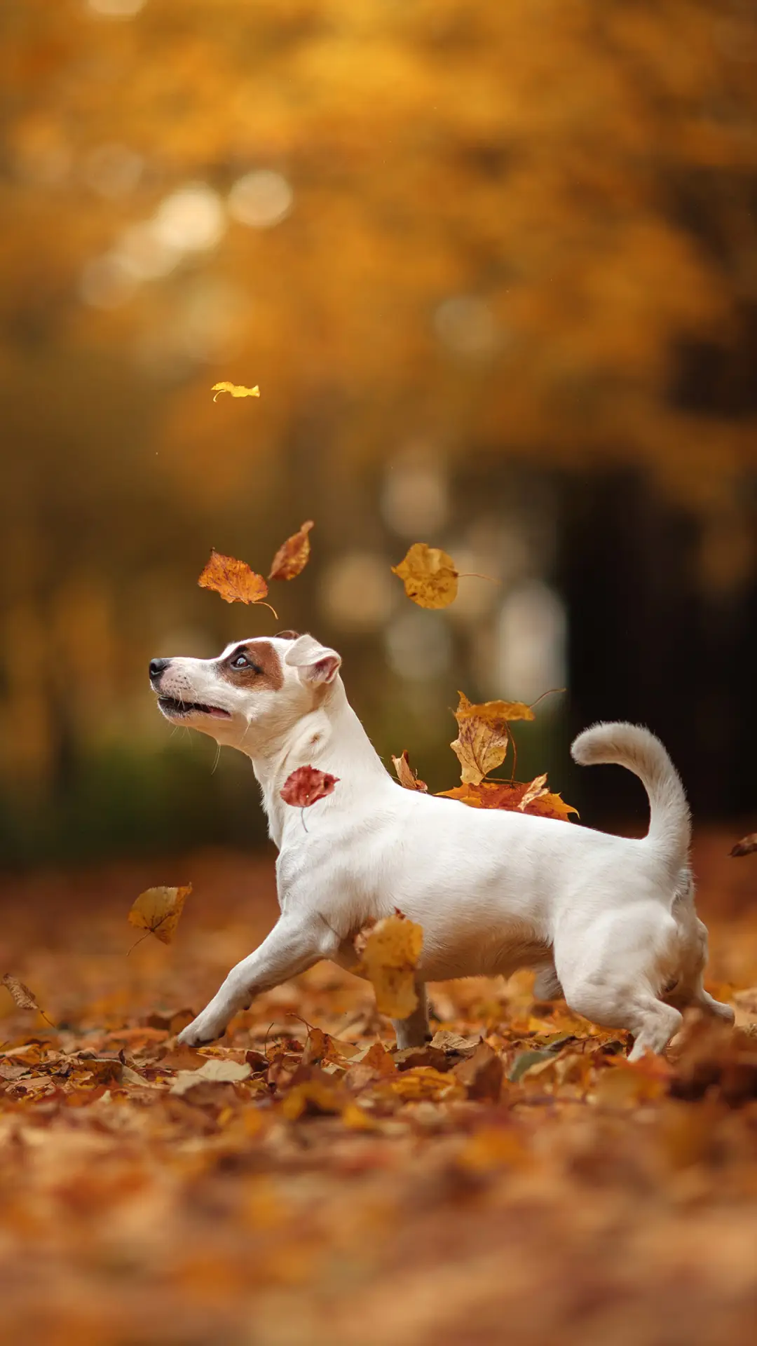 萌宠的陪伴-锐景创意