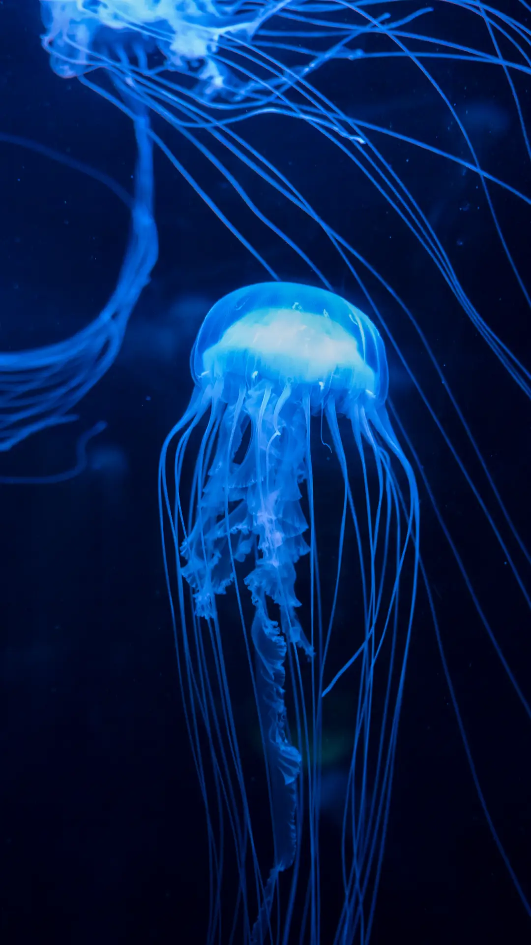 水母-拍信图库 - Screenshot 1