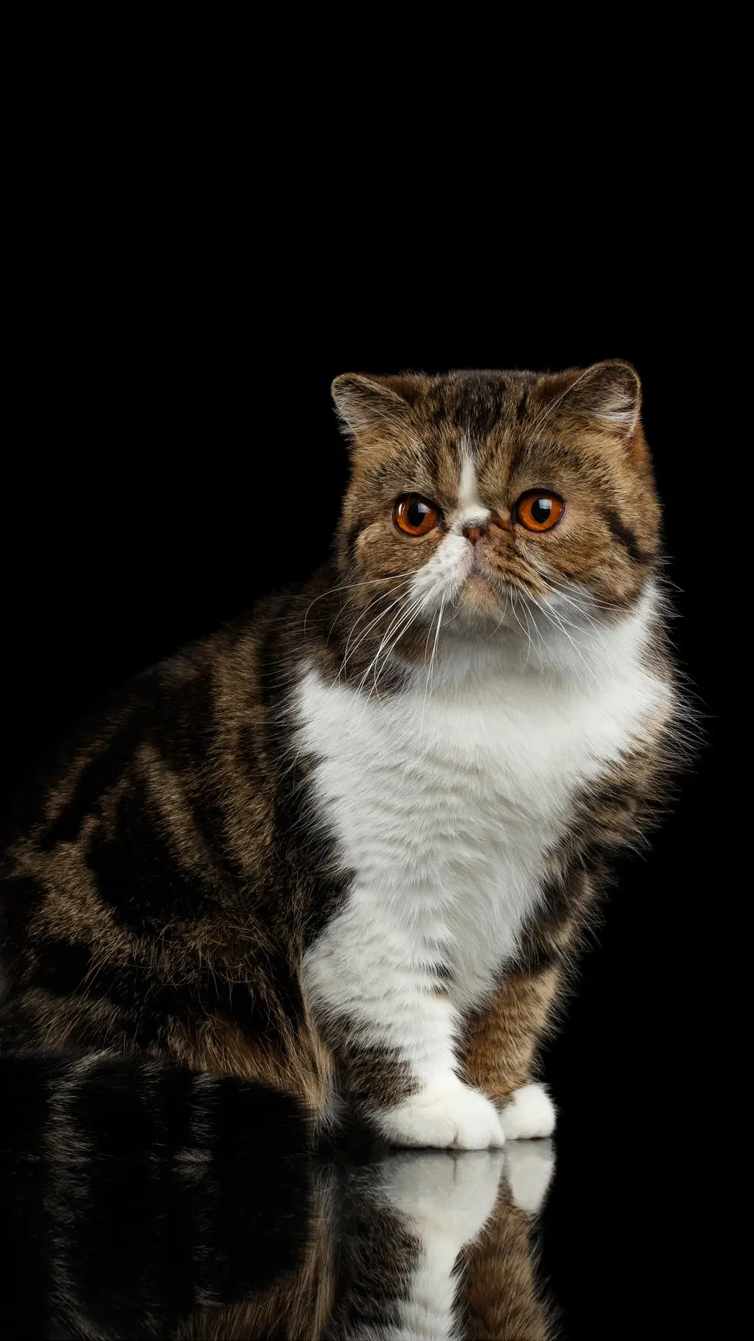 猫若出现在杰伦的歌里