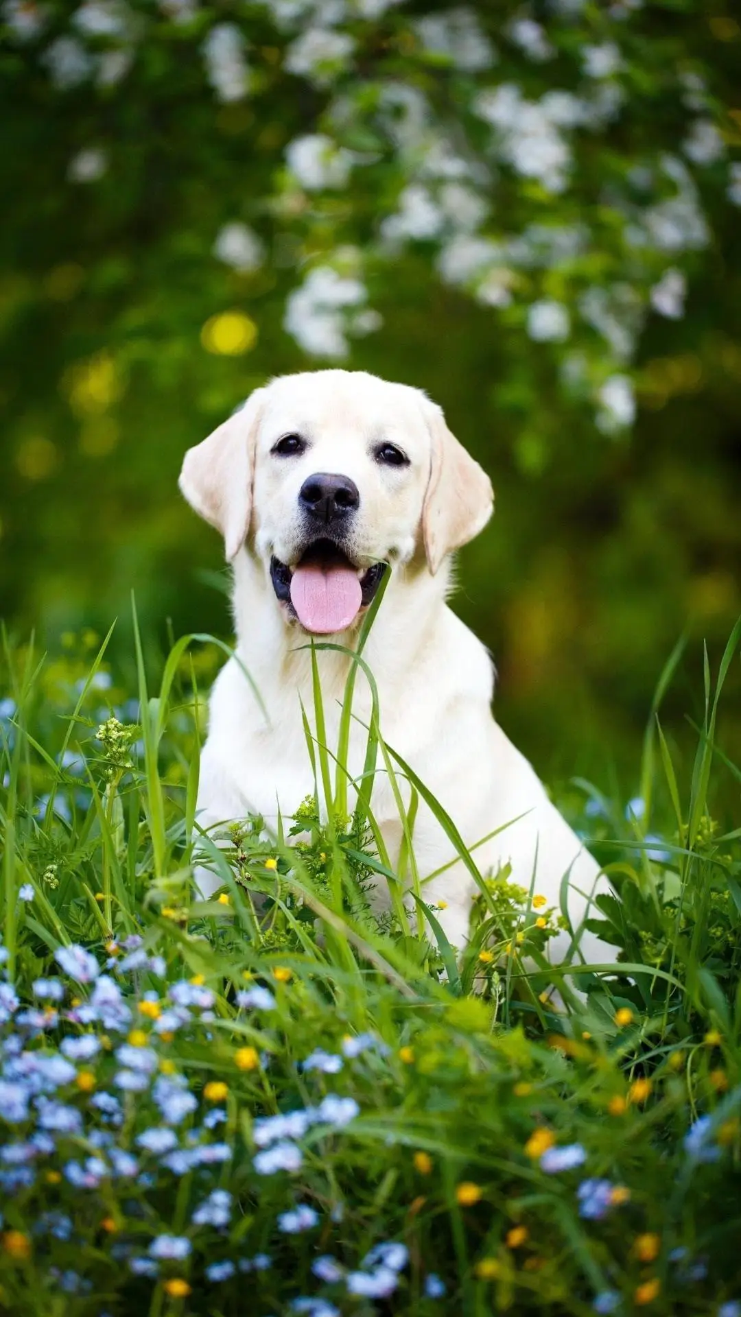 狗狗讨厌你的行为