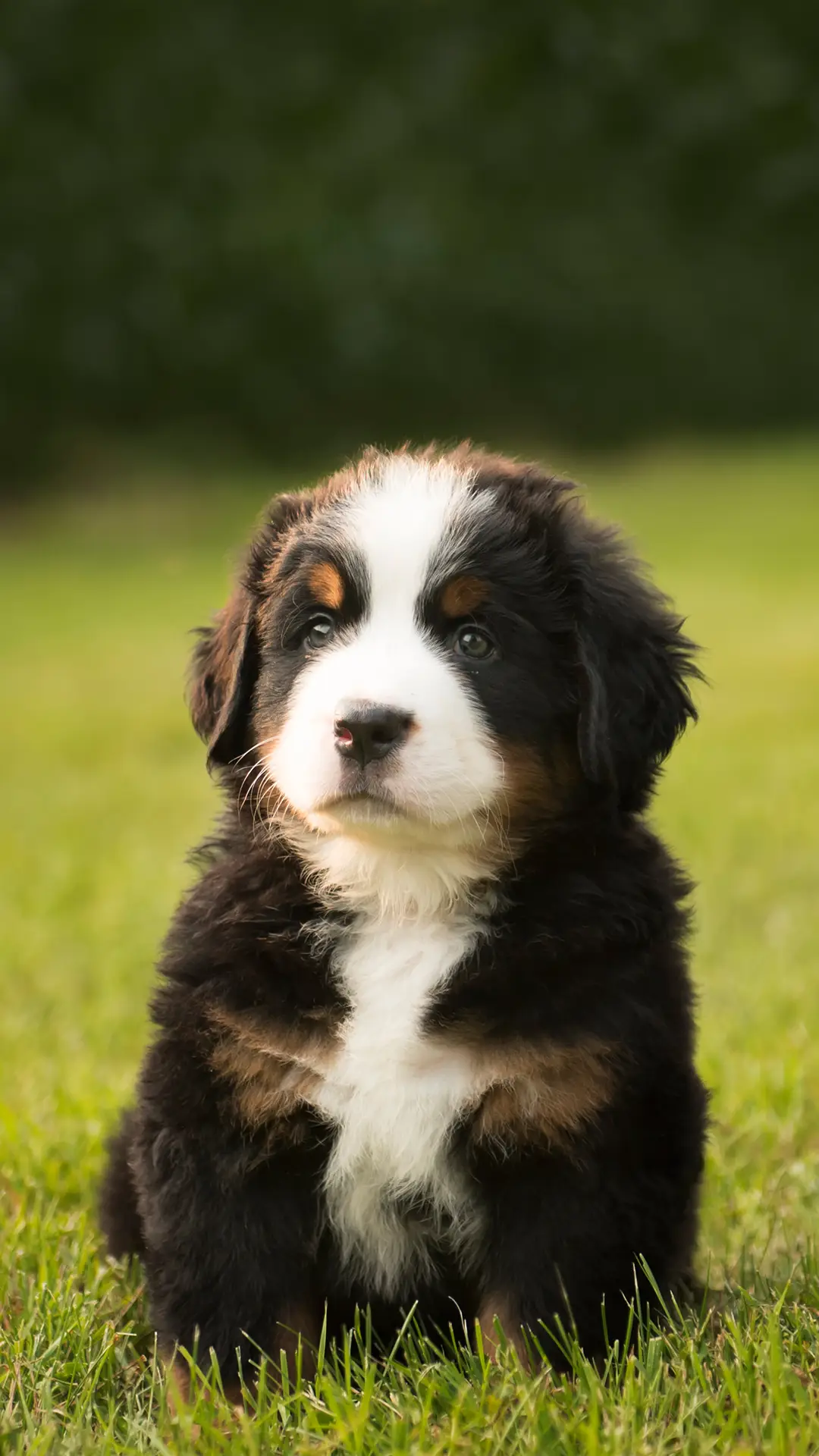 性格温顺的伯恩山犬 - Screenshot 1