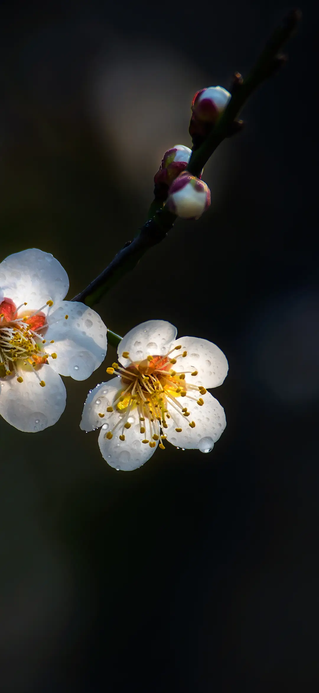 护眼植物壁纸-锐景创意 - Screenshot 1