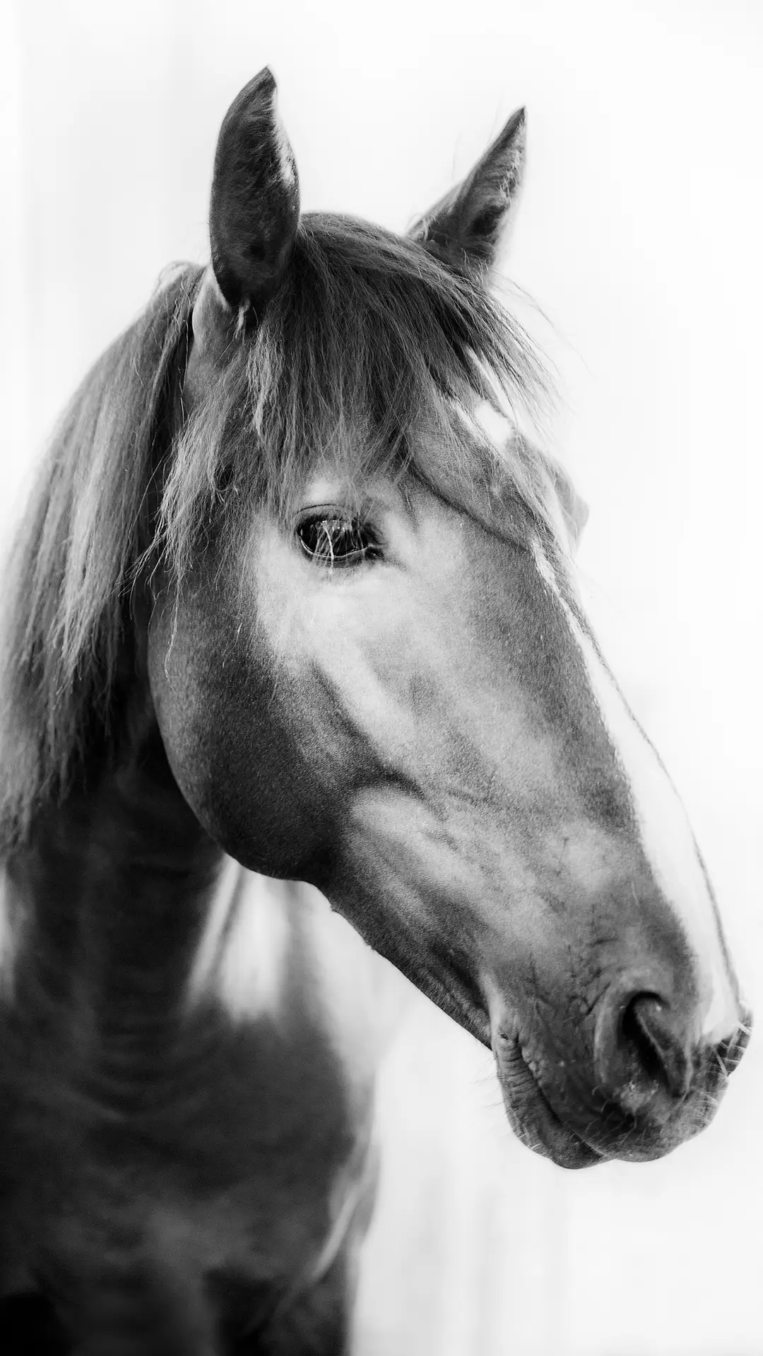 骏马-视觉中国 (3)