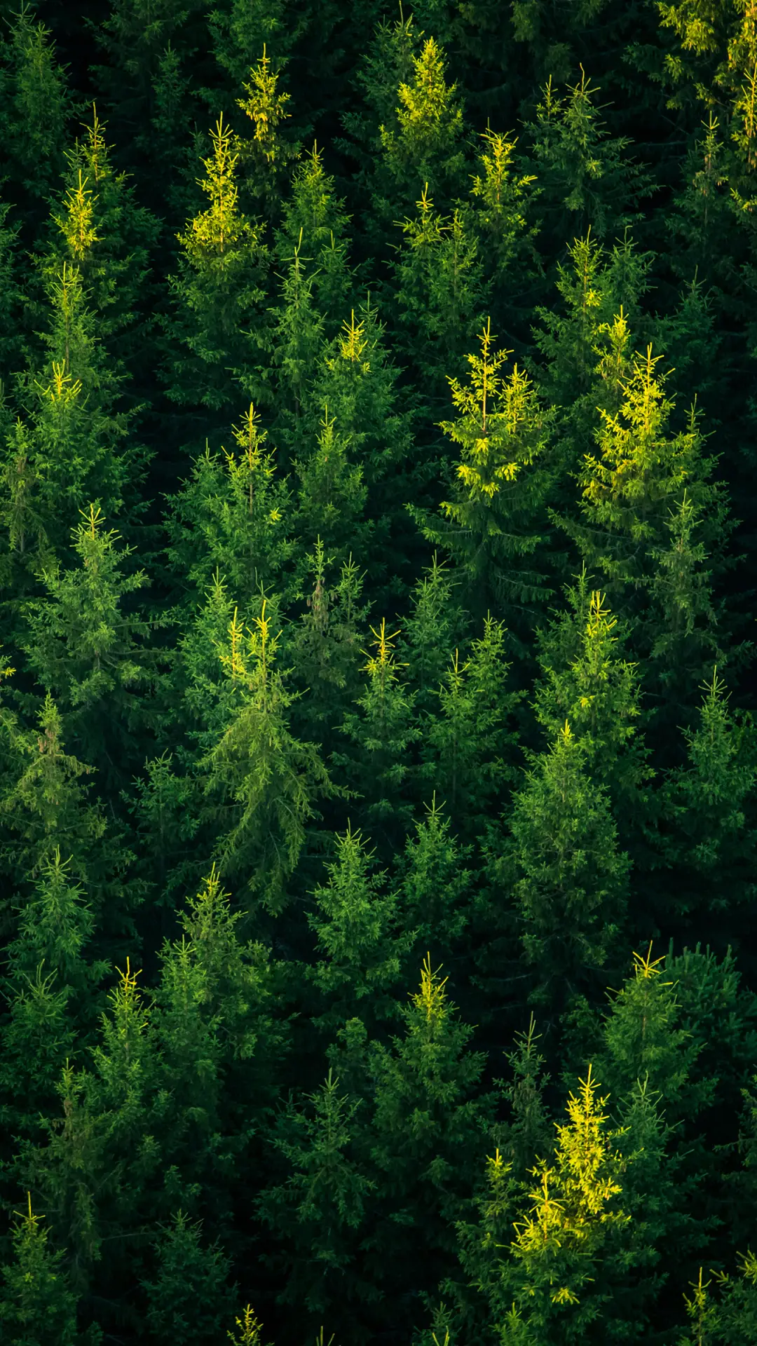 拥抱森林-拍信图库