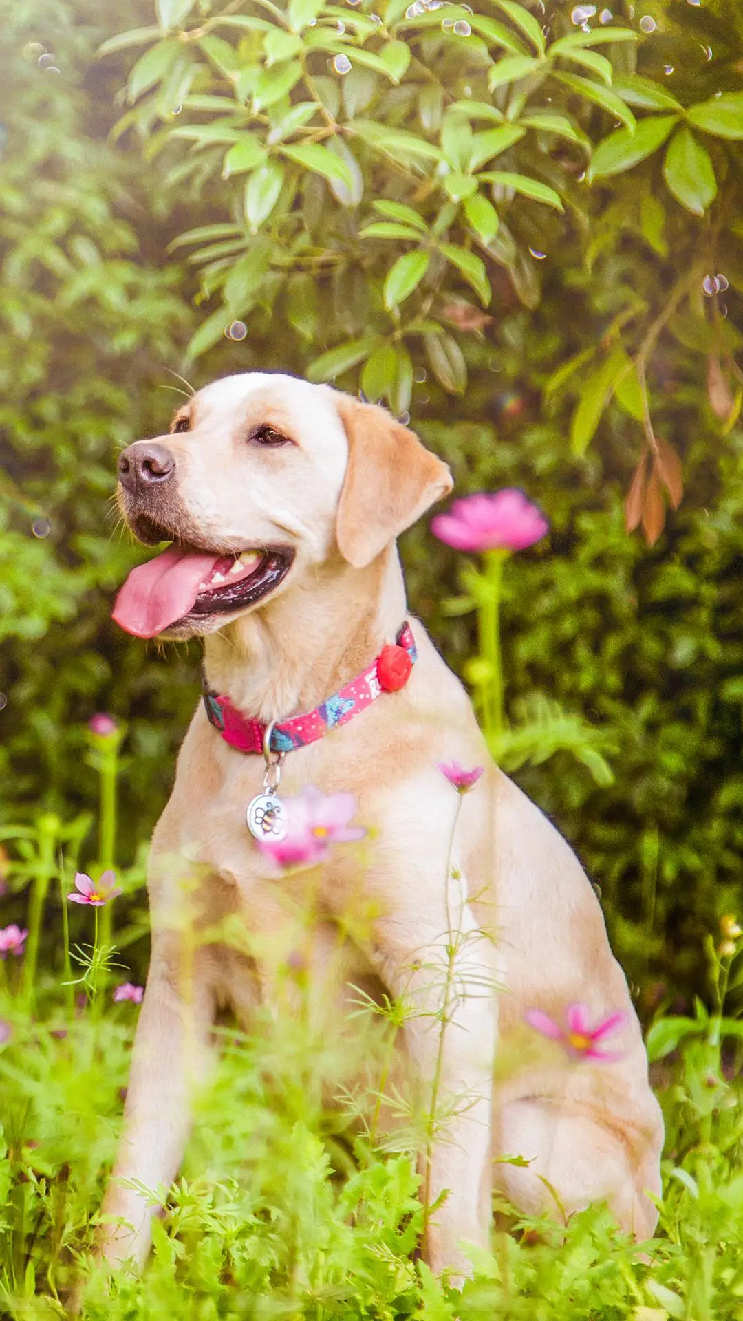 “闹人”的拉布拉多 - Screenshot 1