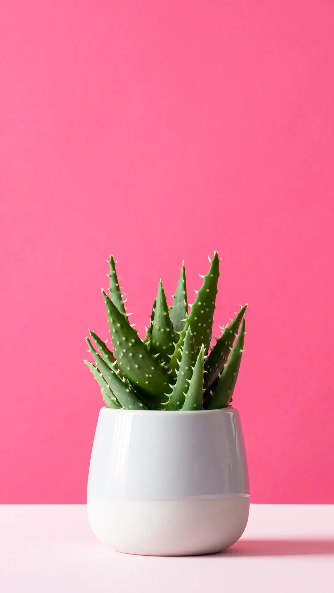 极简家居植物-拍信图库