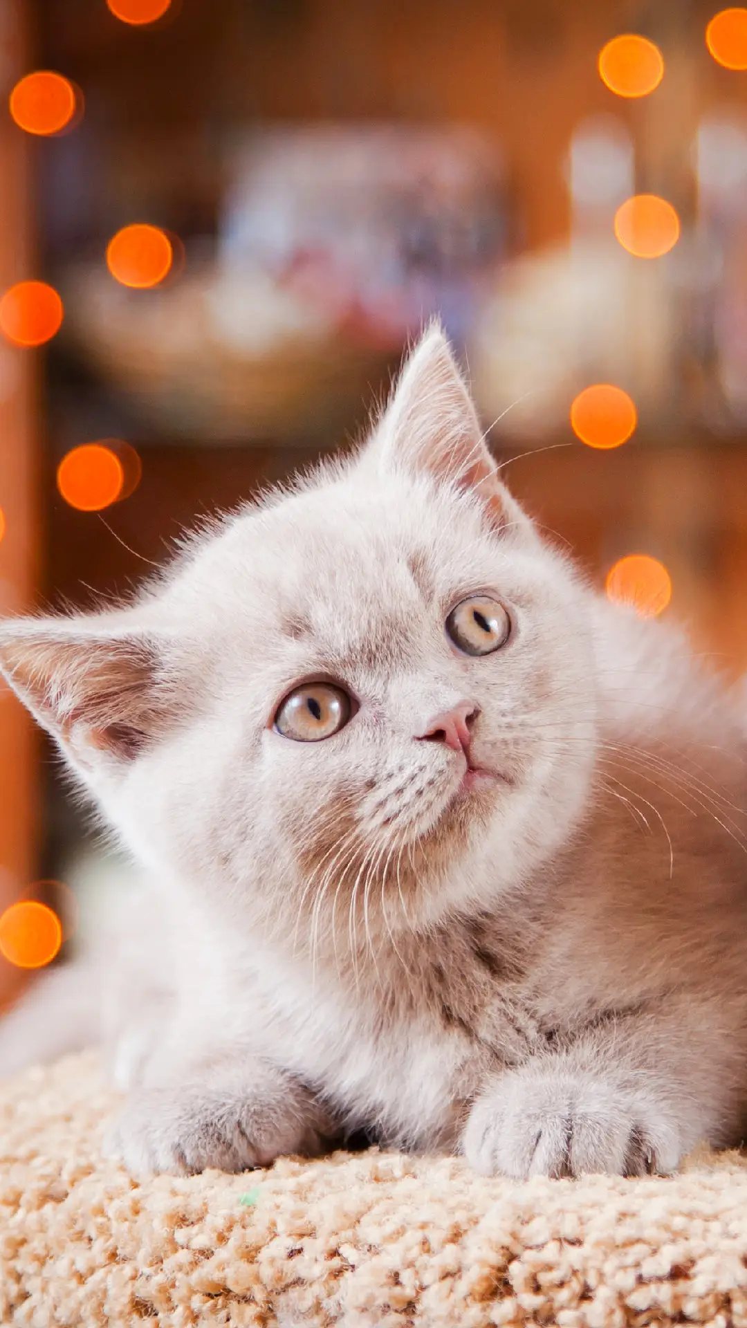 圆滚滚的英国短毛猫