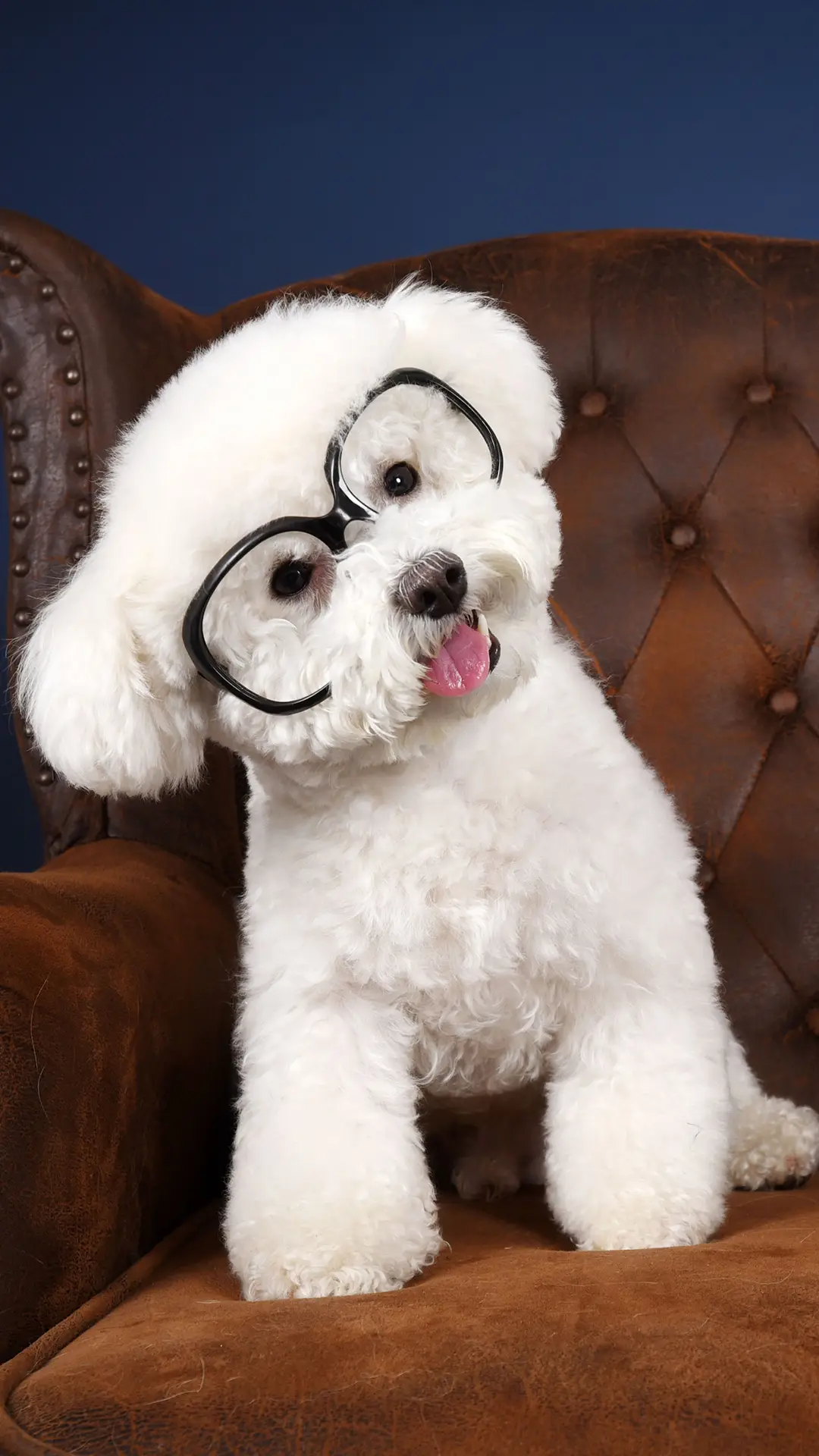 狗狗睡姿还有这些含义