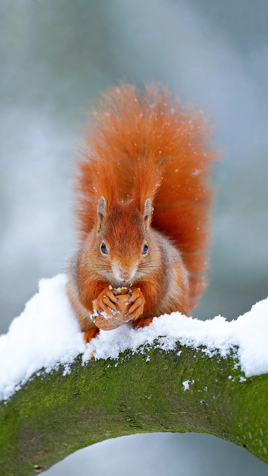 松鼠小精灵-拍信图库