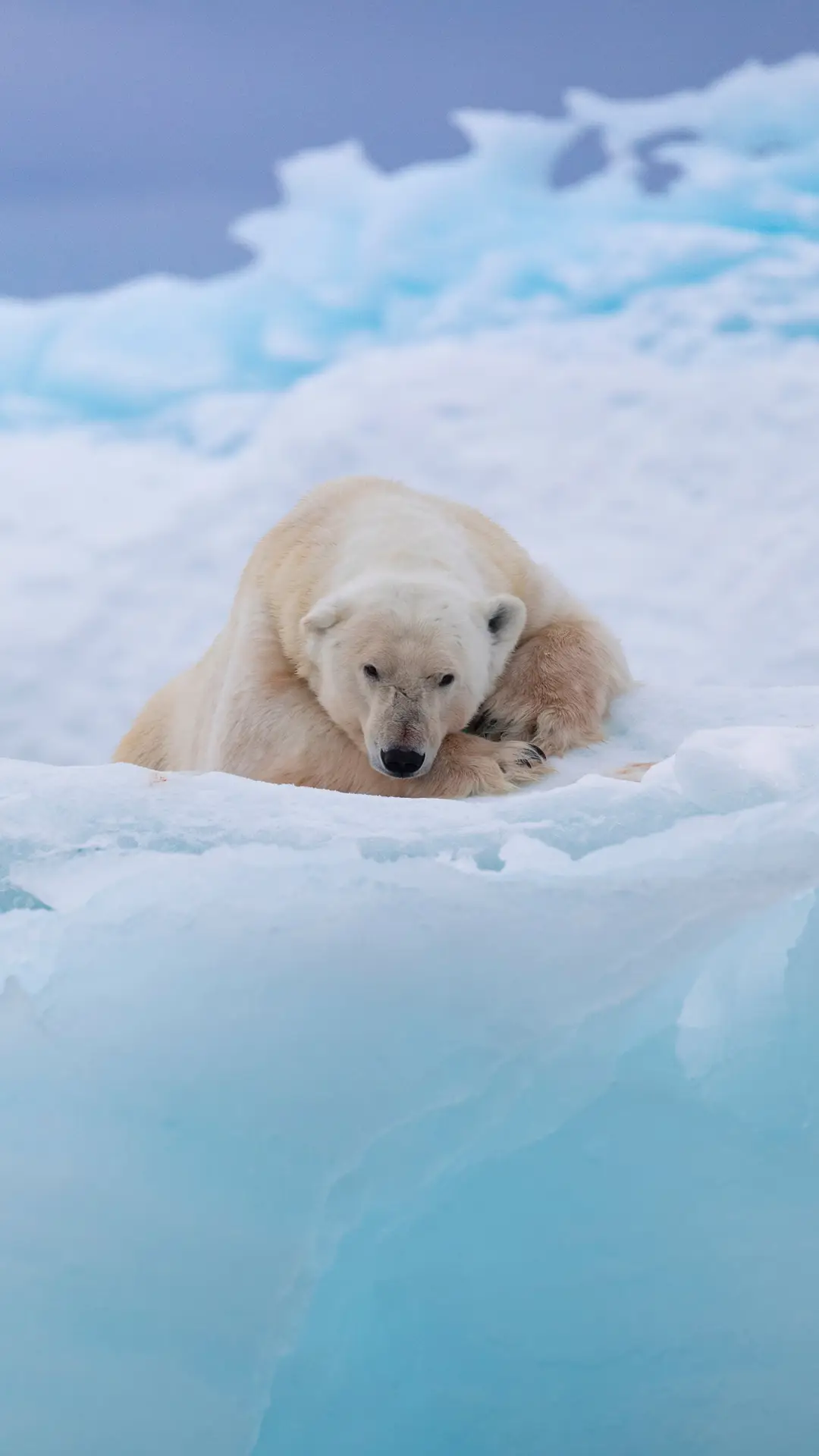 珍爱动物-锐景创意