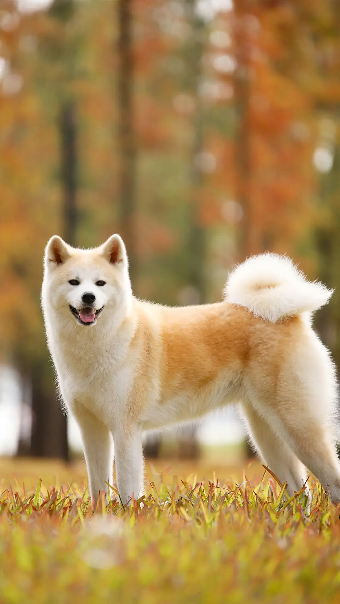 什么狗狗适合你？