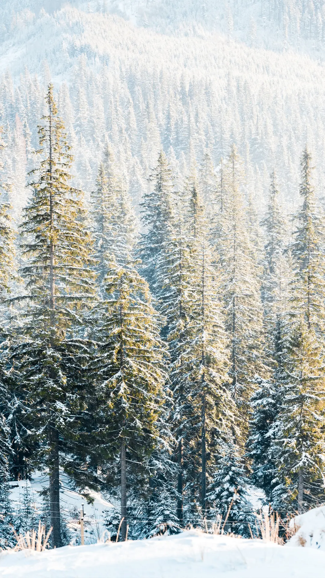 雪地风光-拍信图库
