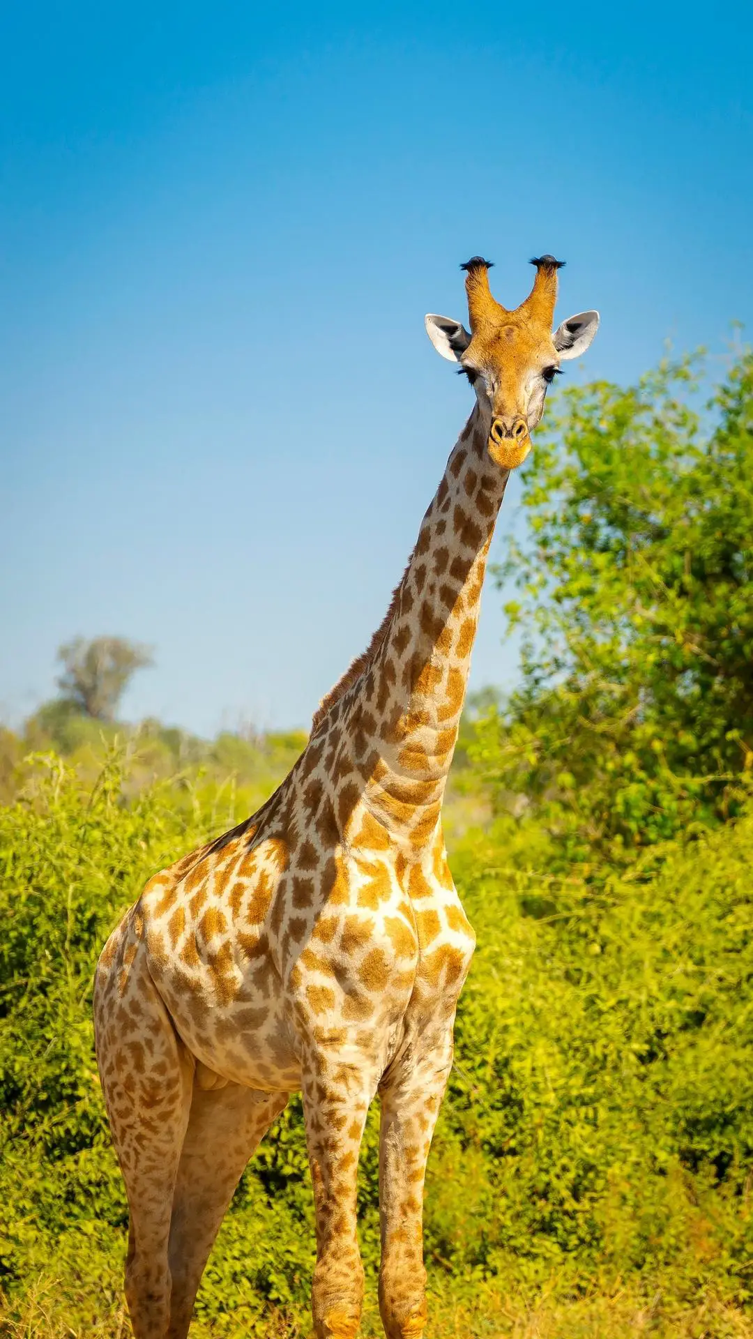 长颈鹿角的秘密