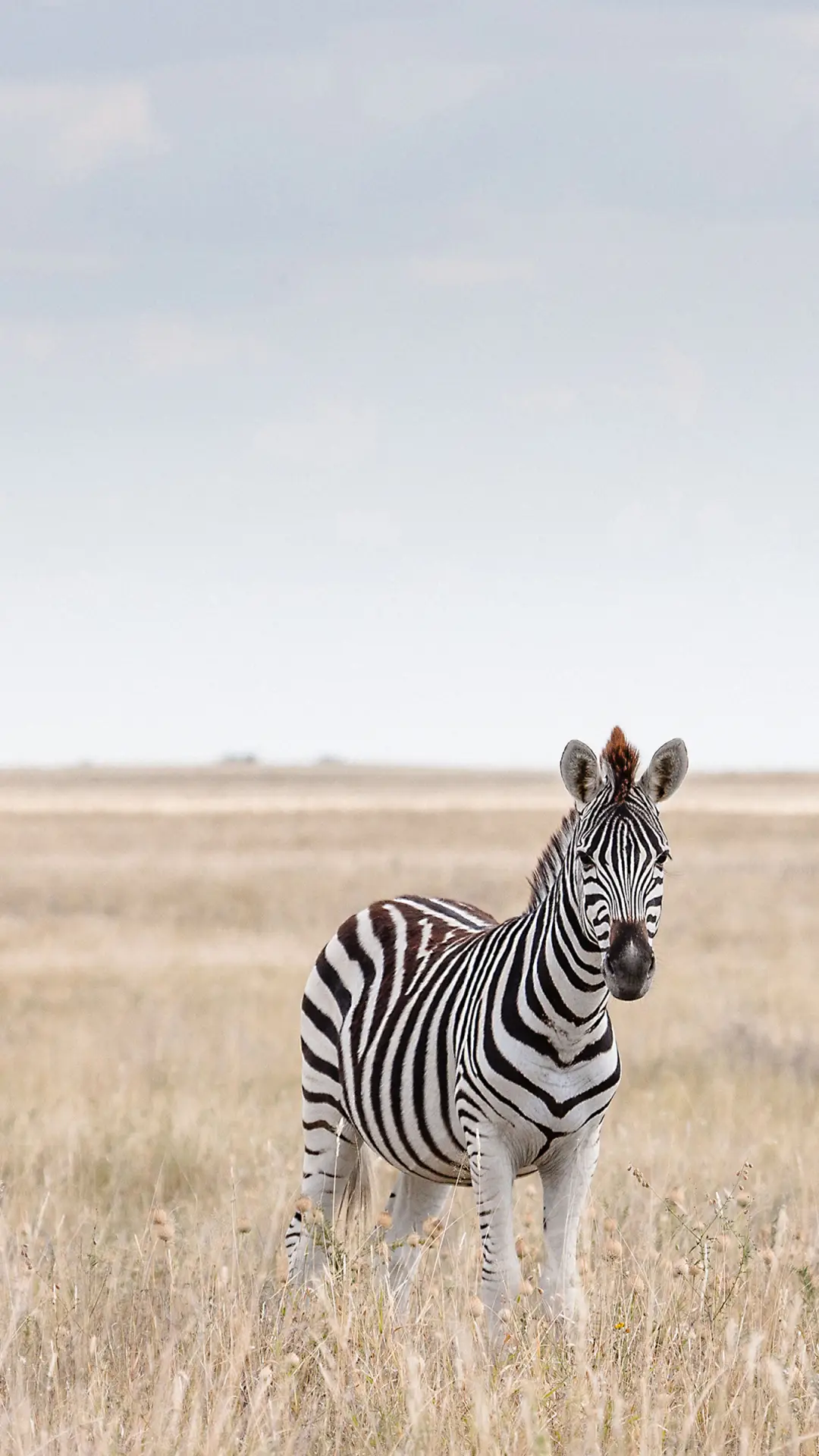 野生动物-拍信图库
