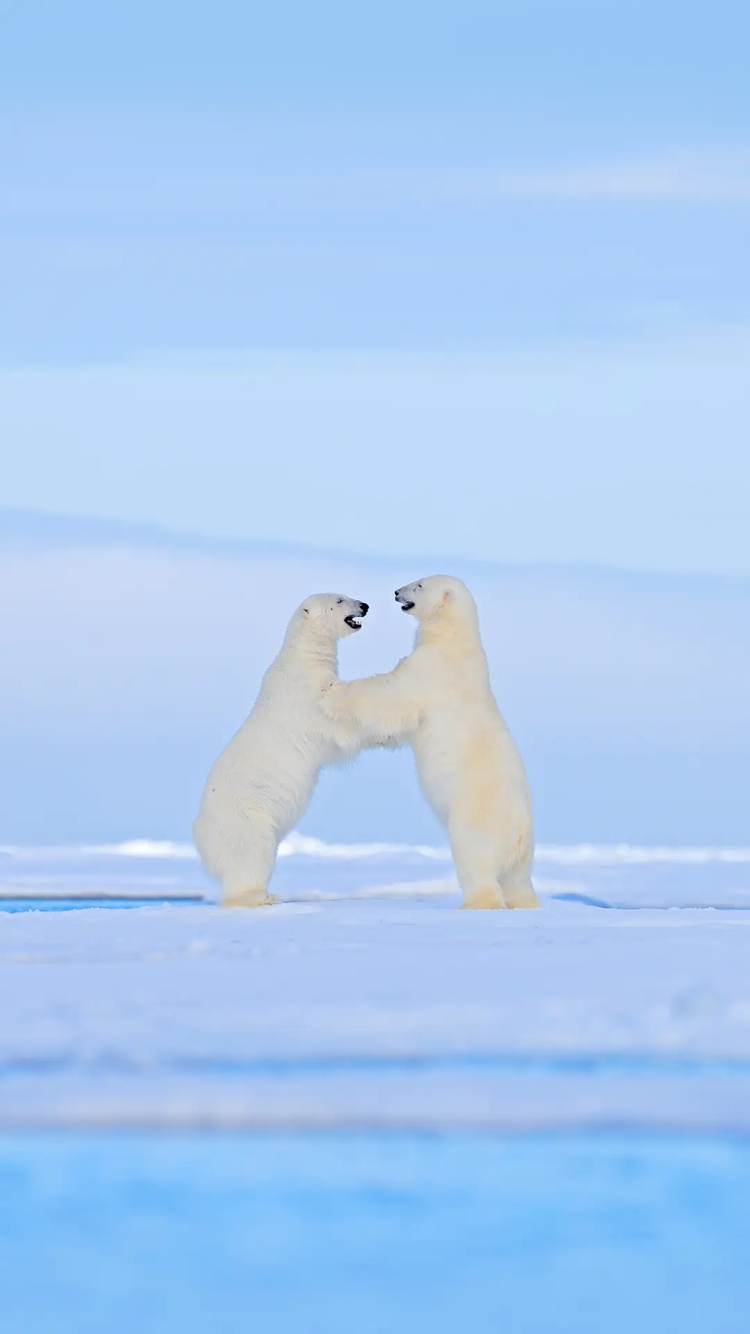 揭秘北极熊真实肤色