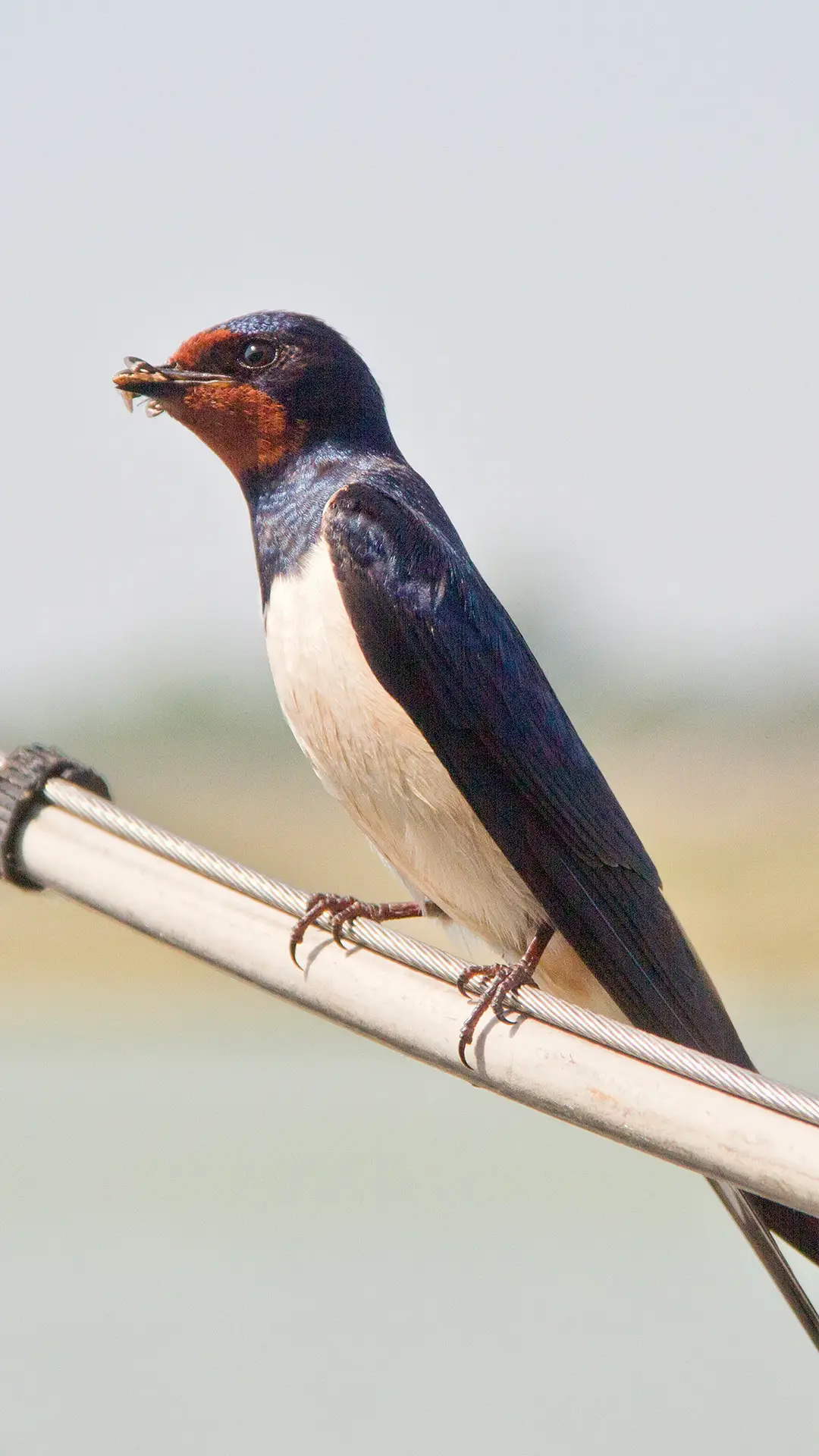 性情温顺的燕子