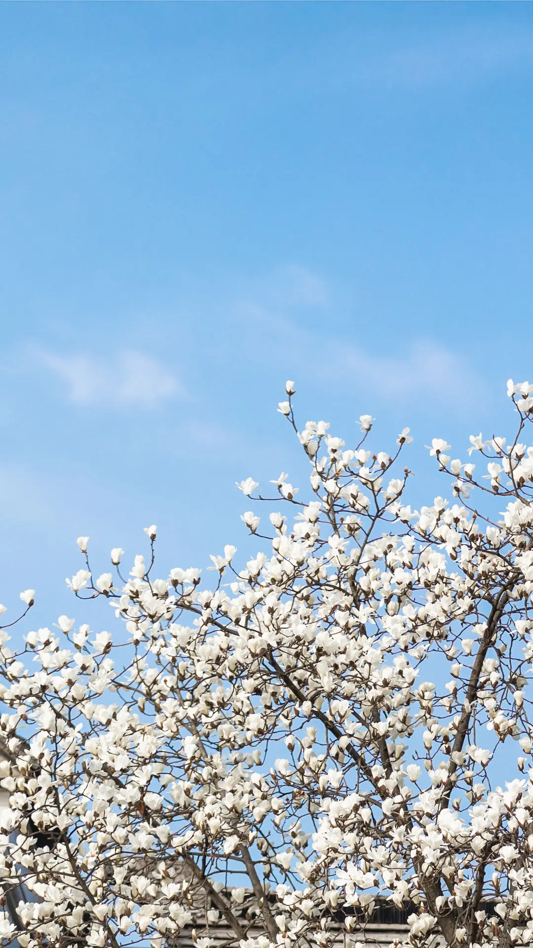 白玉兰 - Screenshot 1