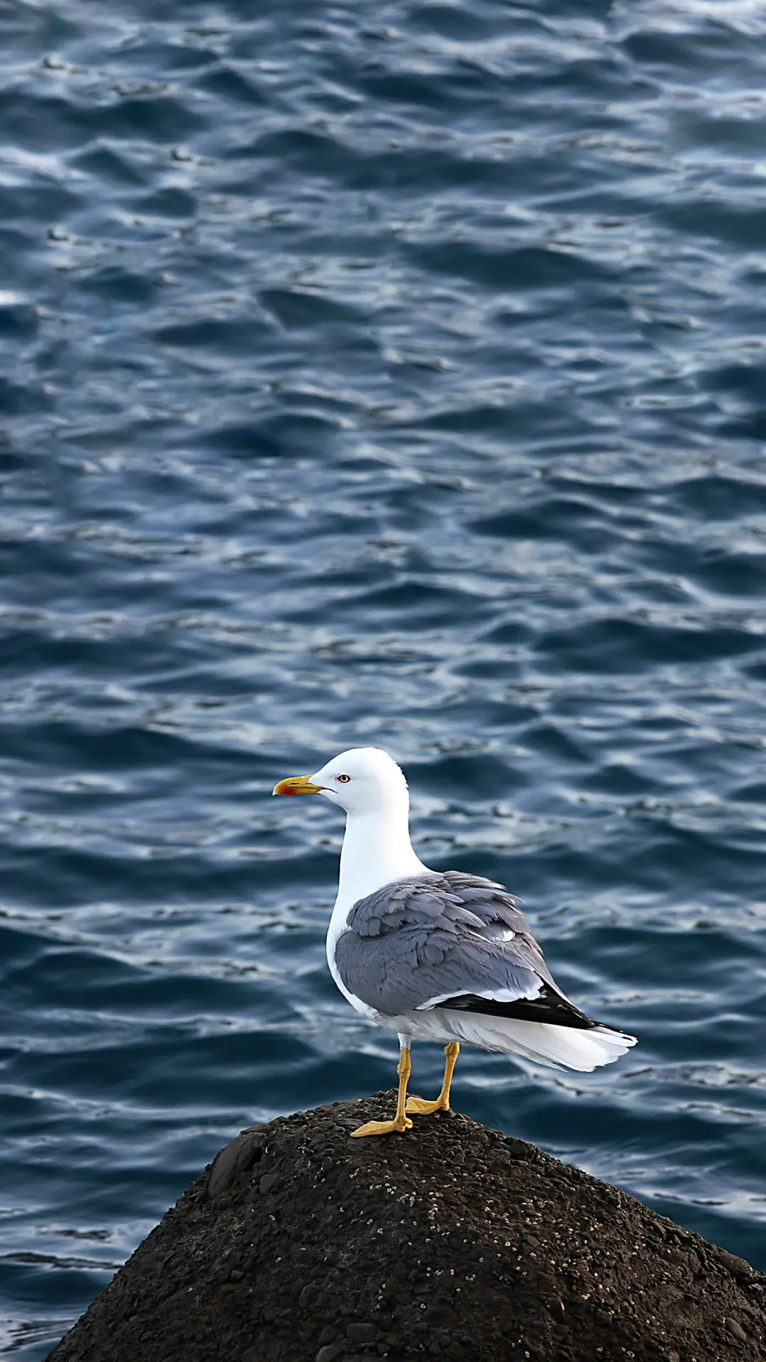 驻足的海鸥-拍信图库
