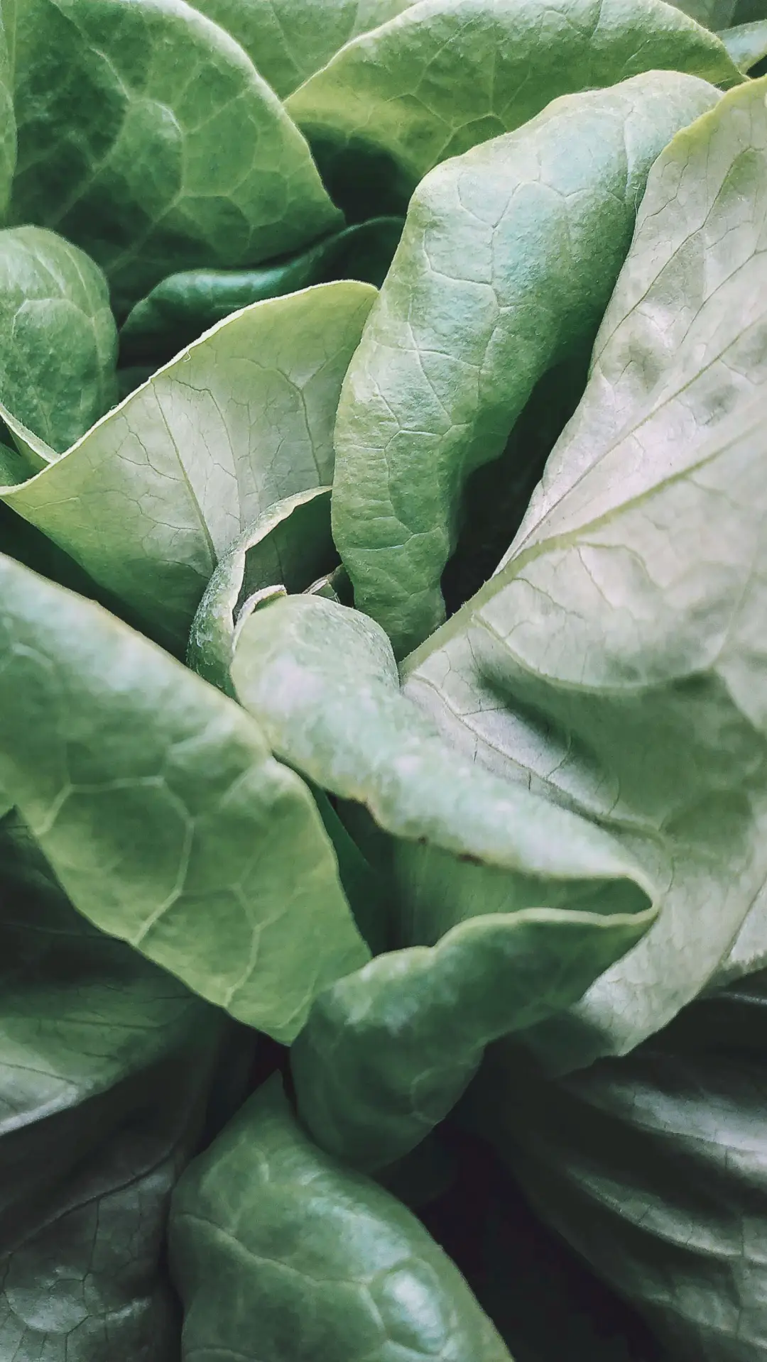 有机菜-小米手机2019摄影大赛