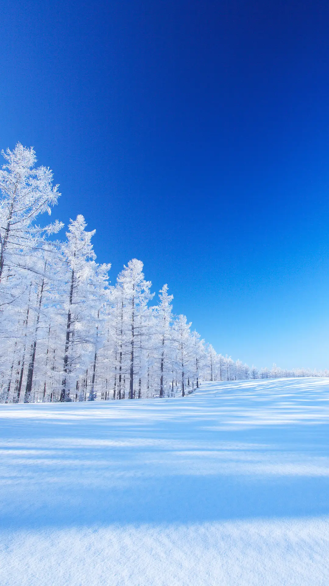 来生要做一棵树