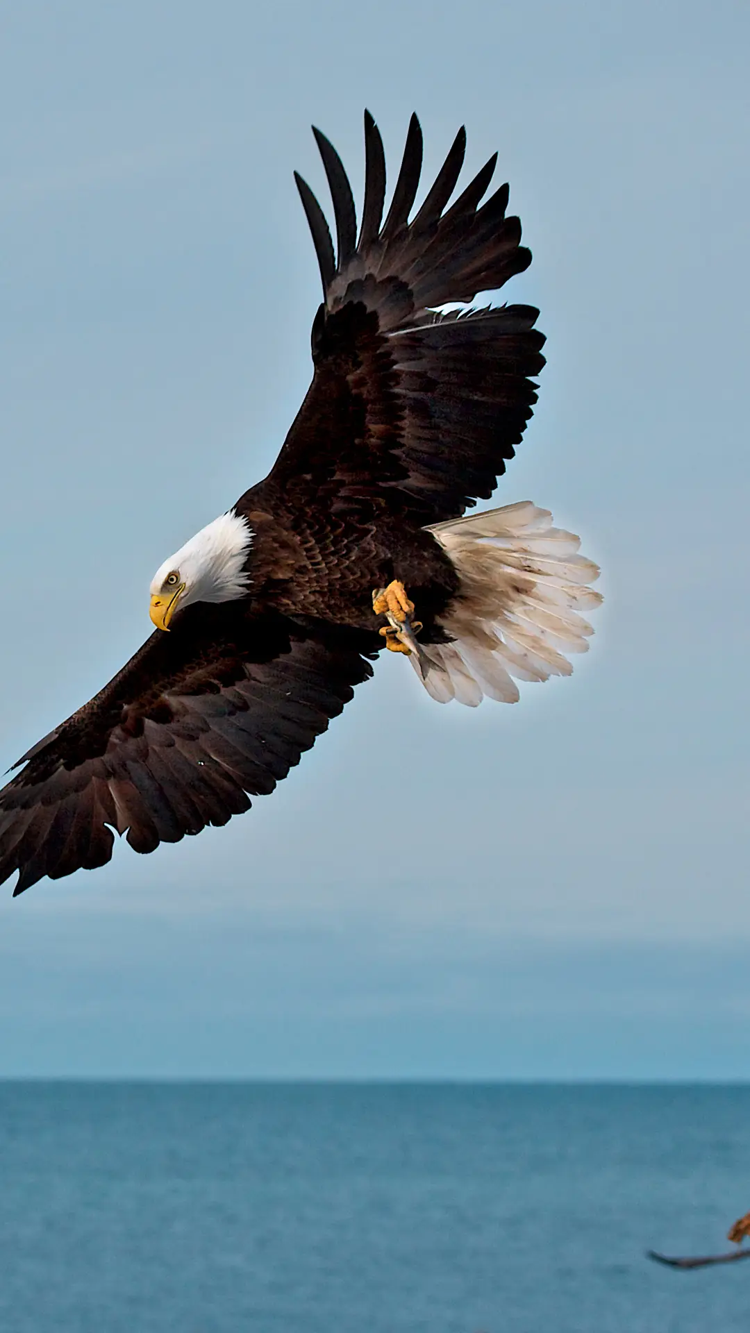 美国白头海雕 - Screenshot 1