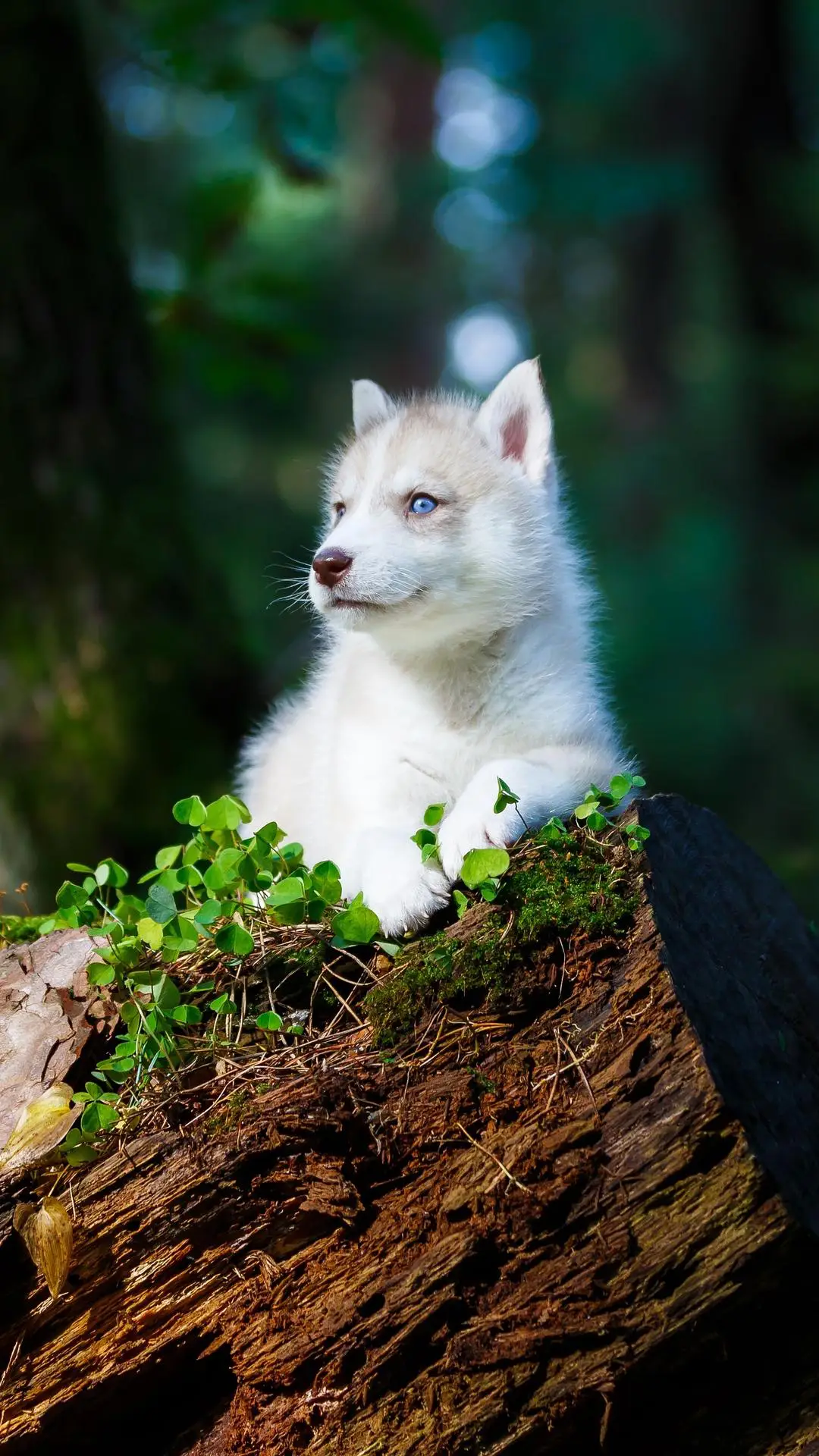 森林里的哈士奇