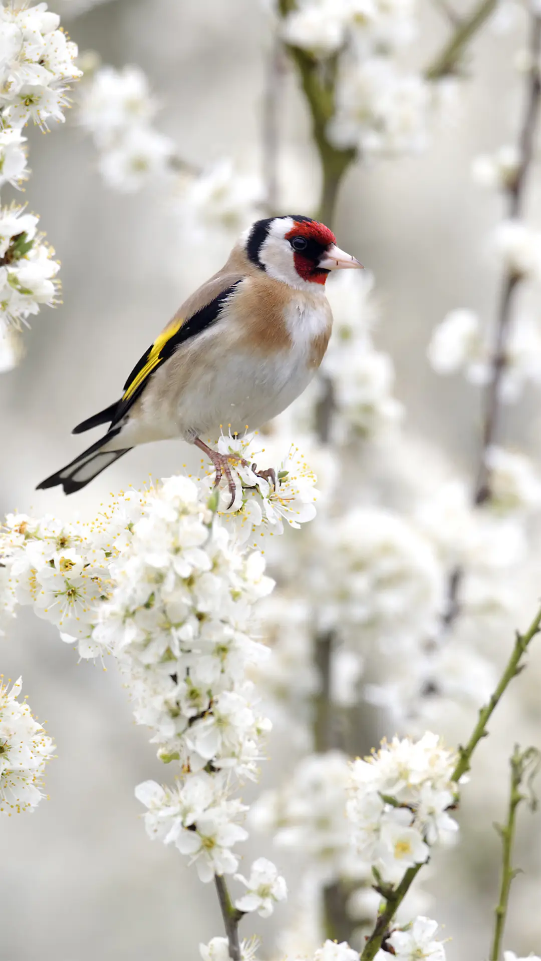 可爱小鸟-拍信图库