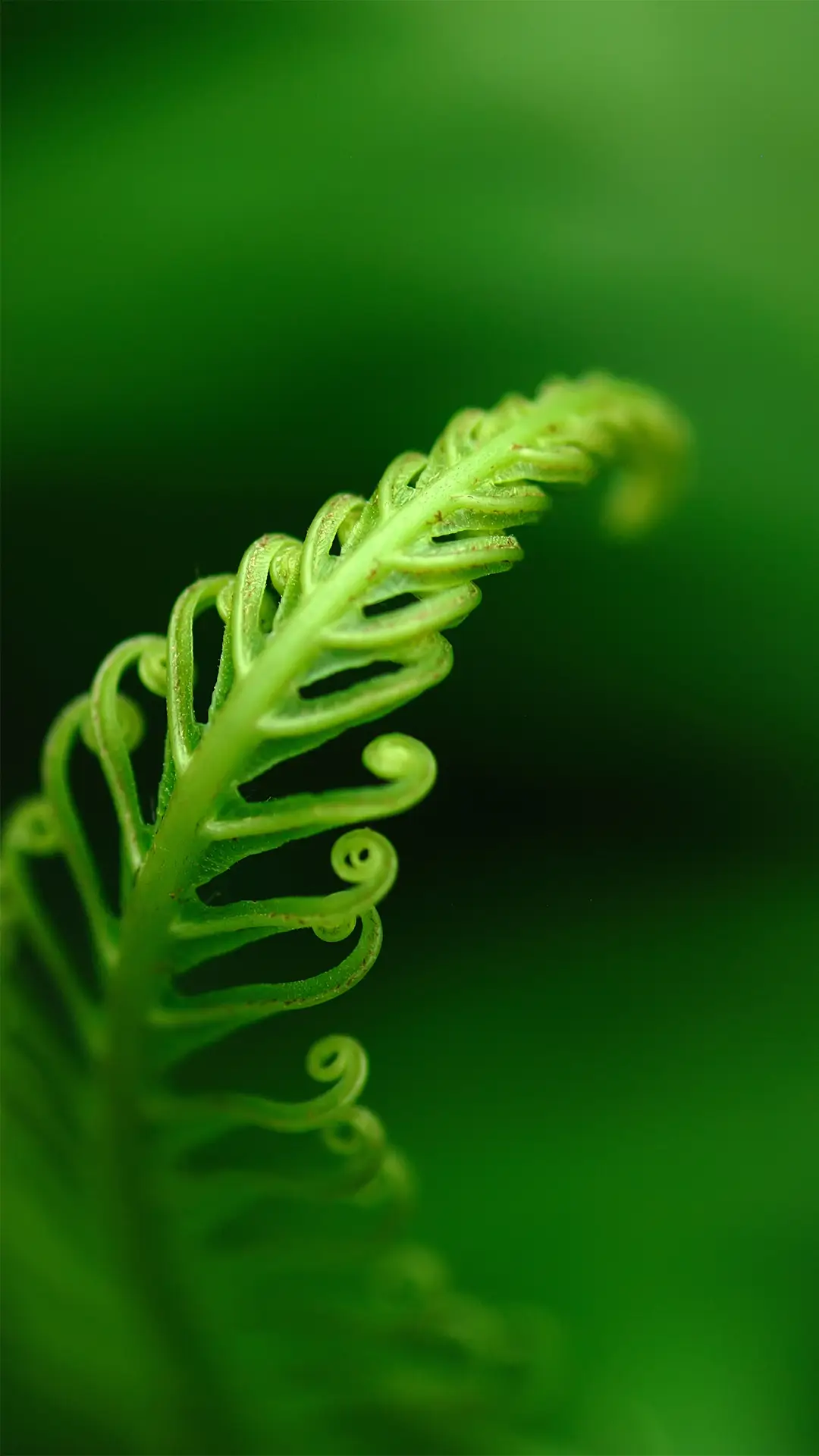 绿色植物护眼清新壁纸-锐景创意