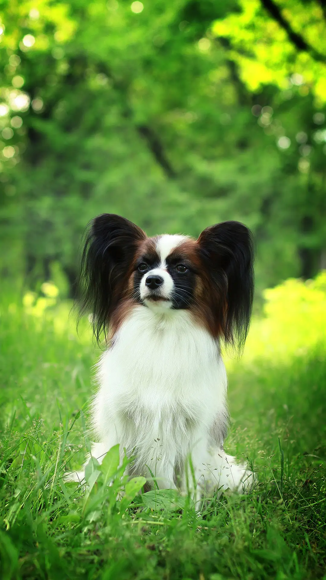 最有魅力的犬 - Screenshot 1