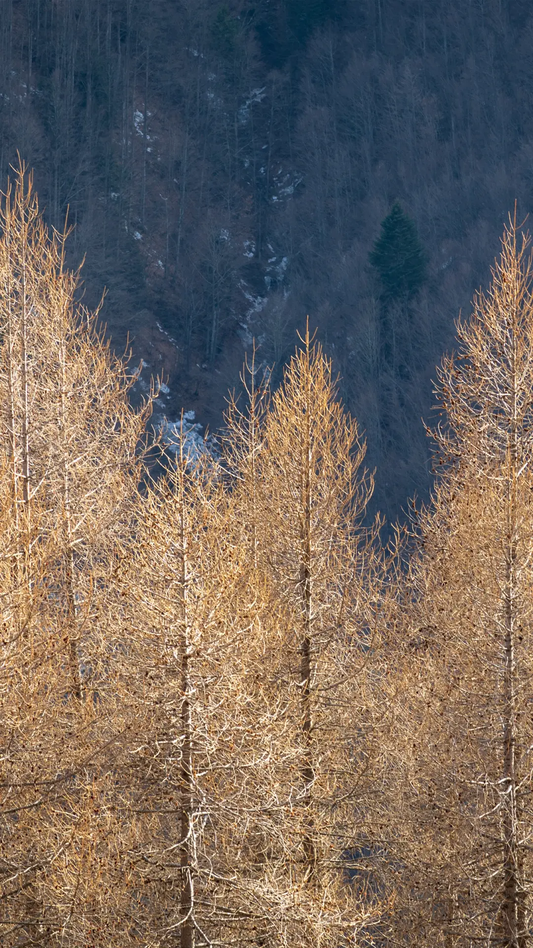 雪林阳光-拍信图库