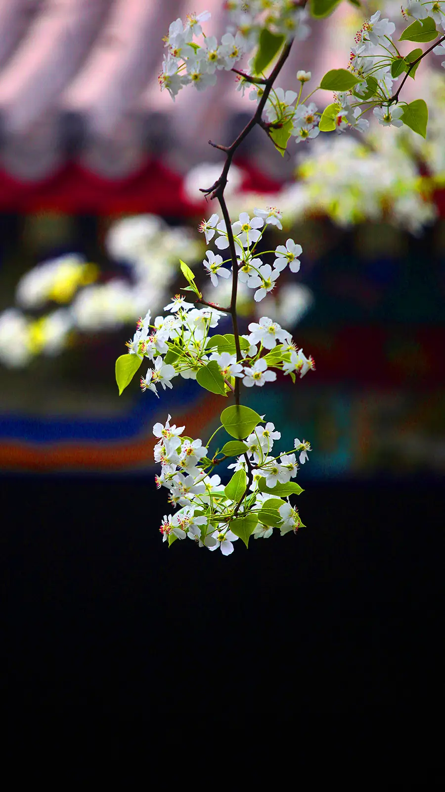 二十四节气之清明 - Screenshot 1