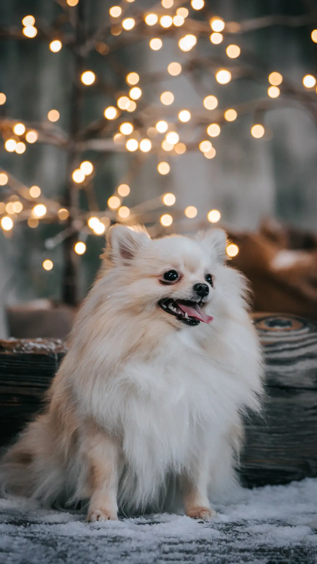 你在乎狗狗的血统吗 - Screenshot 1