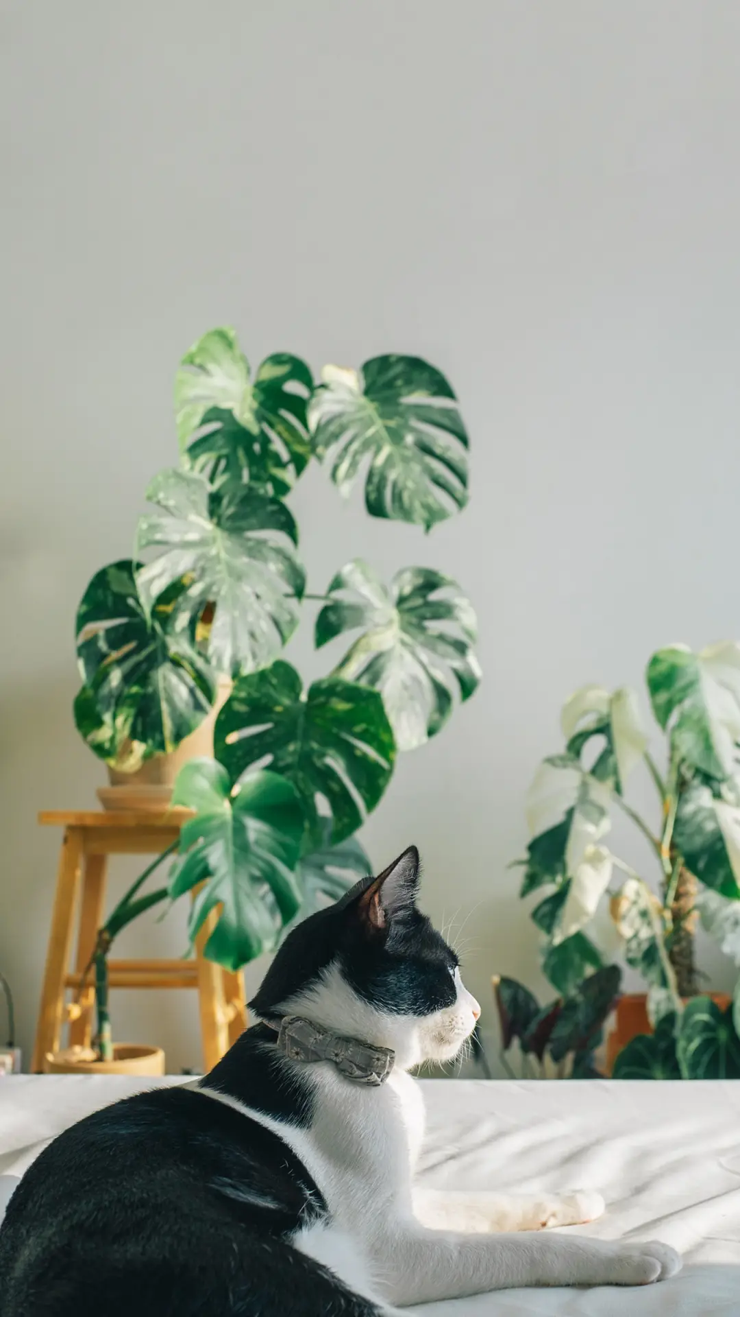 猫咪为何喜欢“躲猫猫”