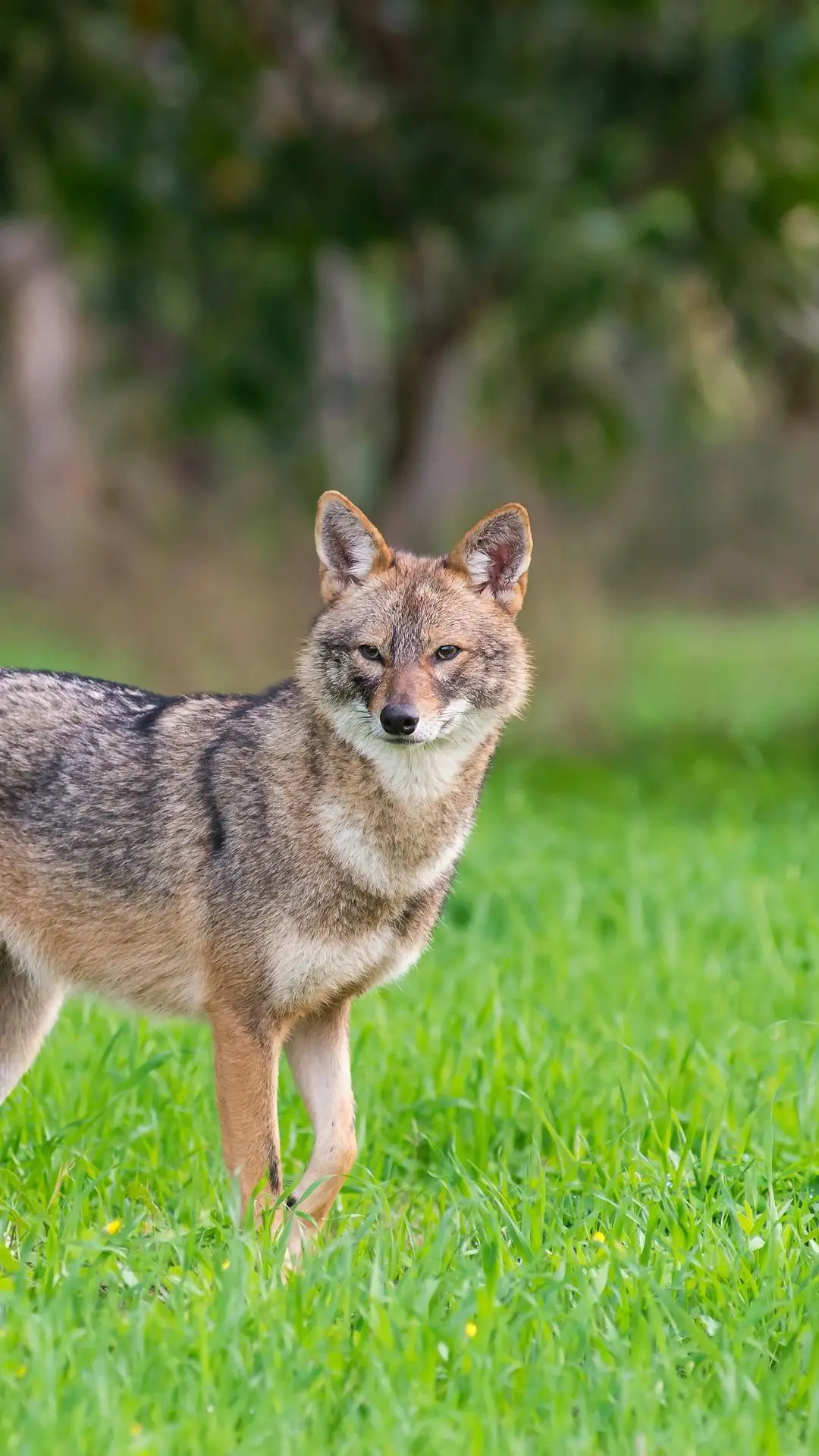 上帝为什么要创造豺狼