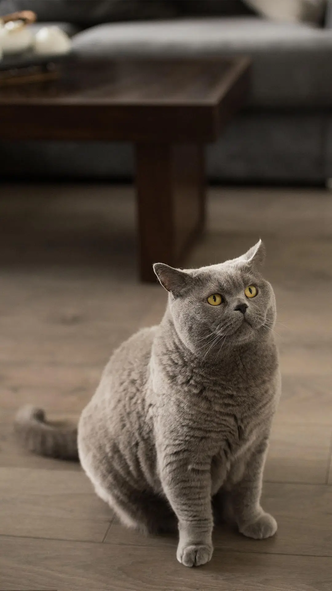 猫主子也有天敌