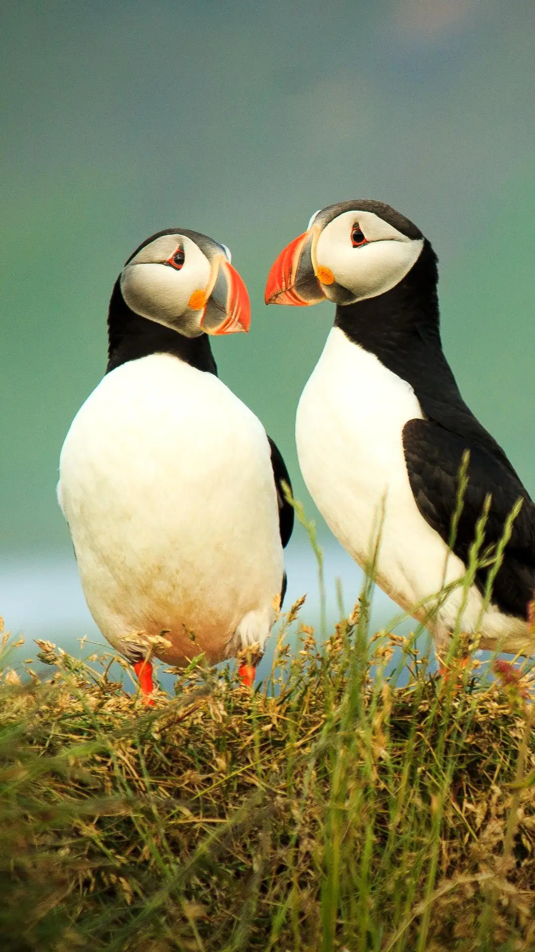 “贪婪”的海鹦