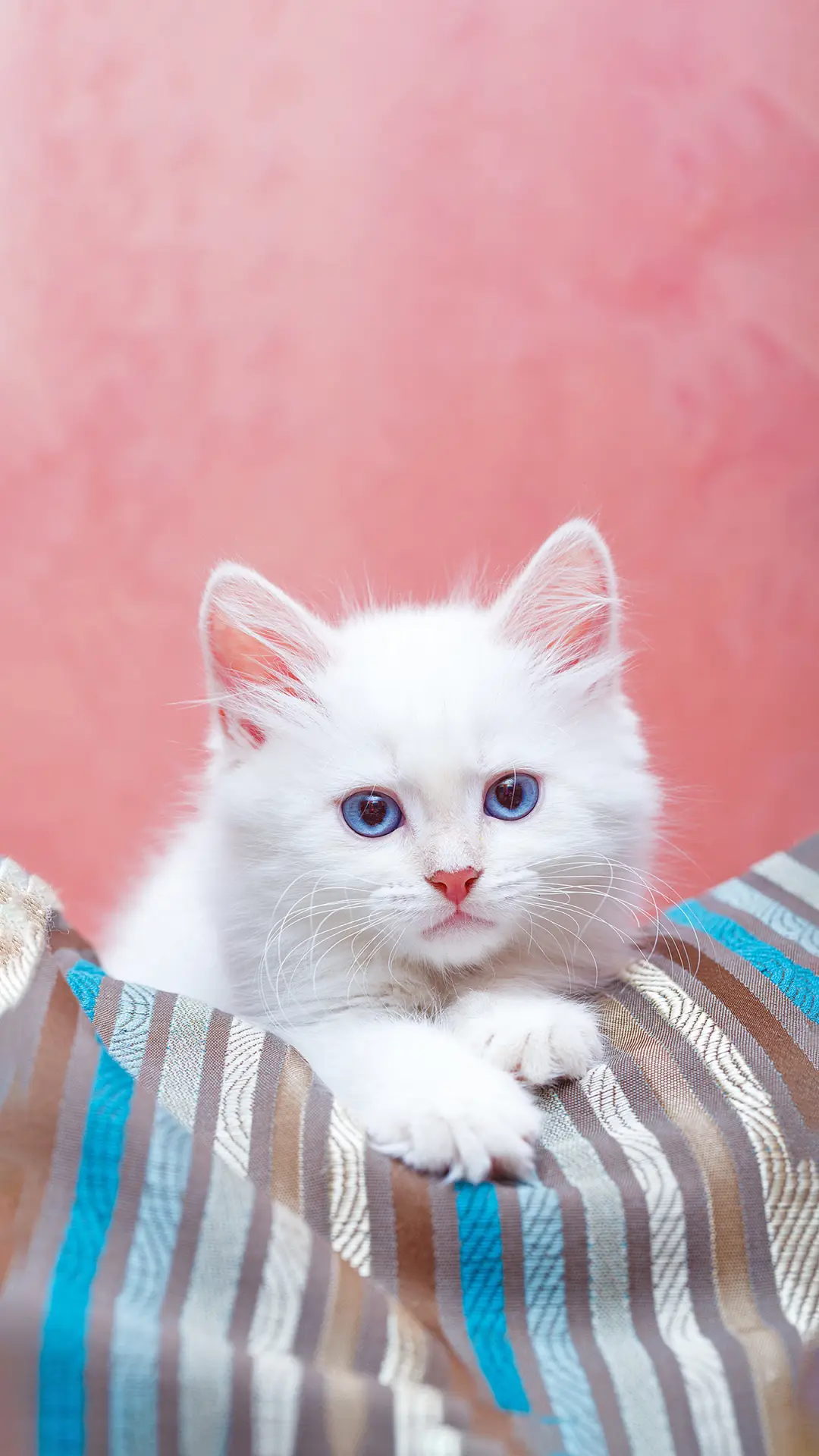 警惕“宠物骗局”